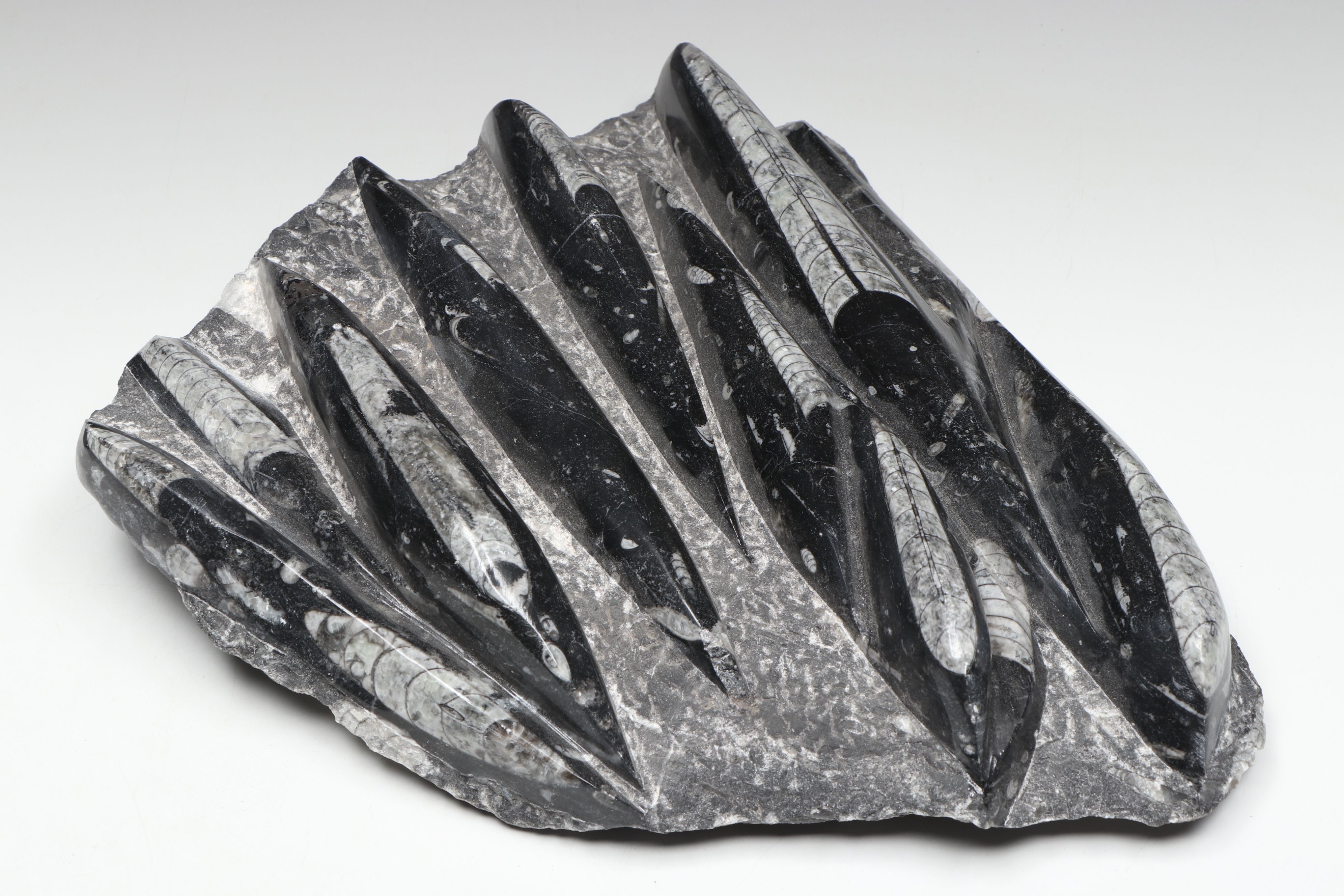 Carved and Polished Fossil Orthocones in Matrix