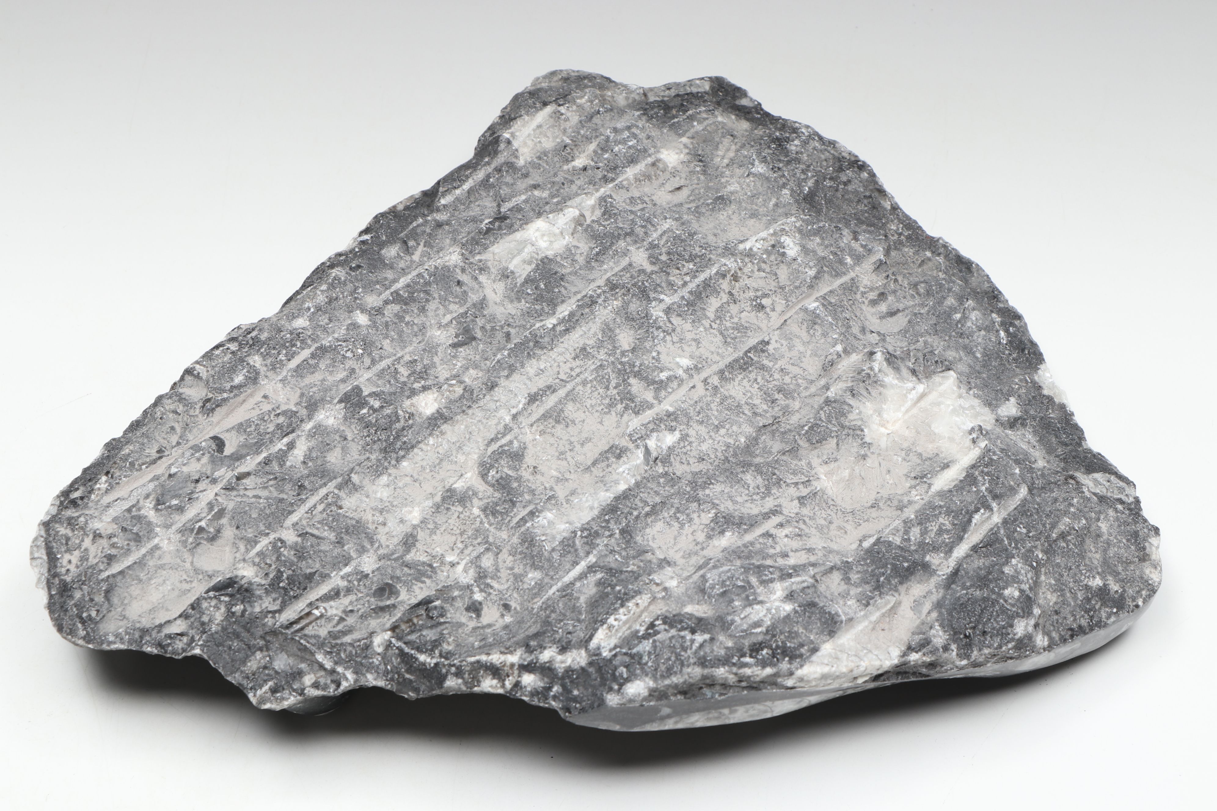 Carved and Polished Fossil Orthocones in Matrix