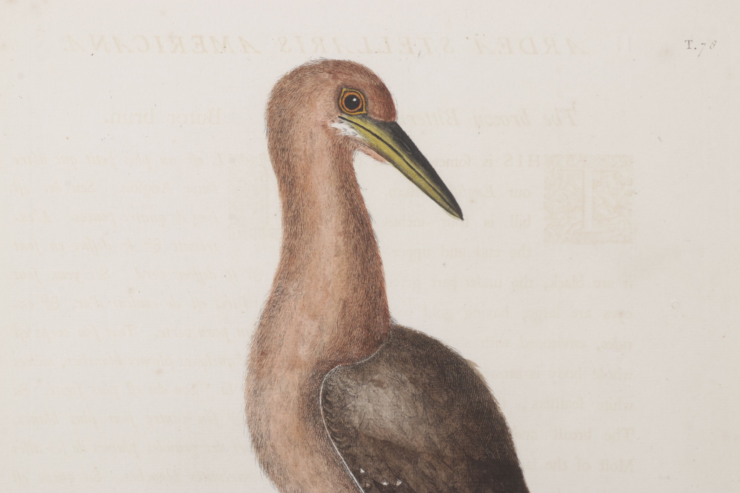 Mark Catesby Hand-Colored Ornithological Engraving "The Brown Bittern", 1754