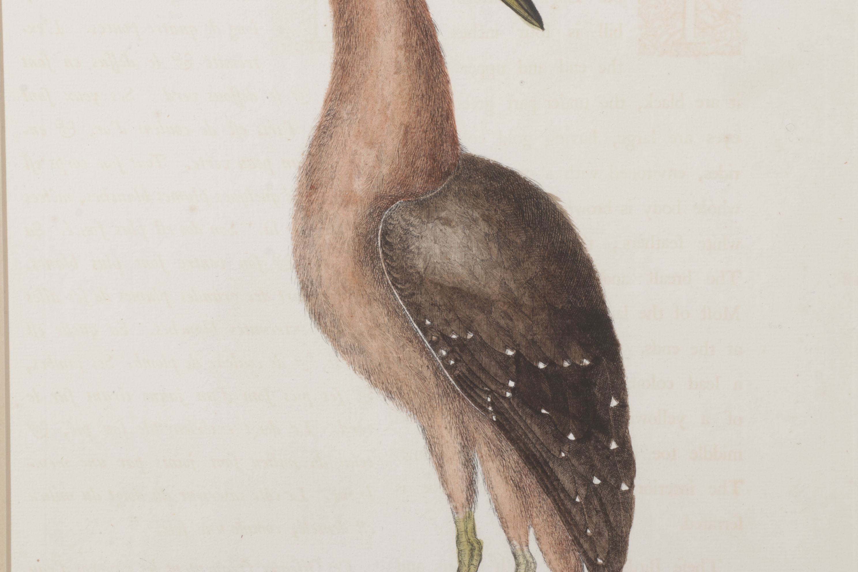 Mark Catesby Hand-Colored Ornithological Engraving "The Brown Bittern", 1754