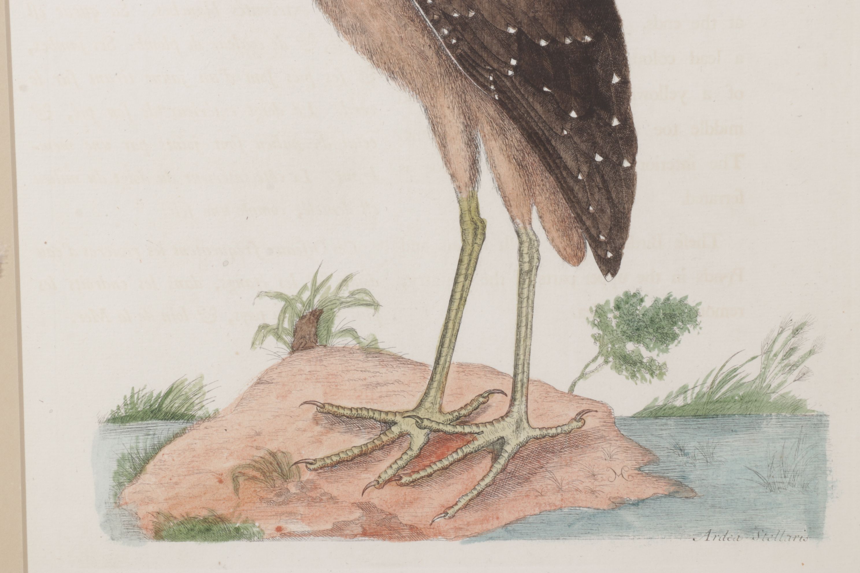 Mark Catesby Hand-Colored Ornithological Engraving "The Brown Bittern", 1754