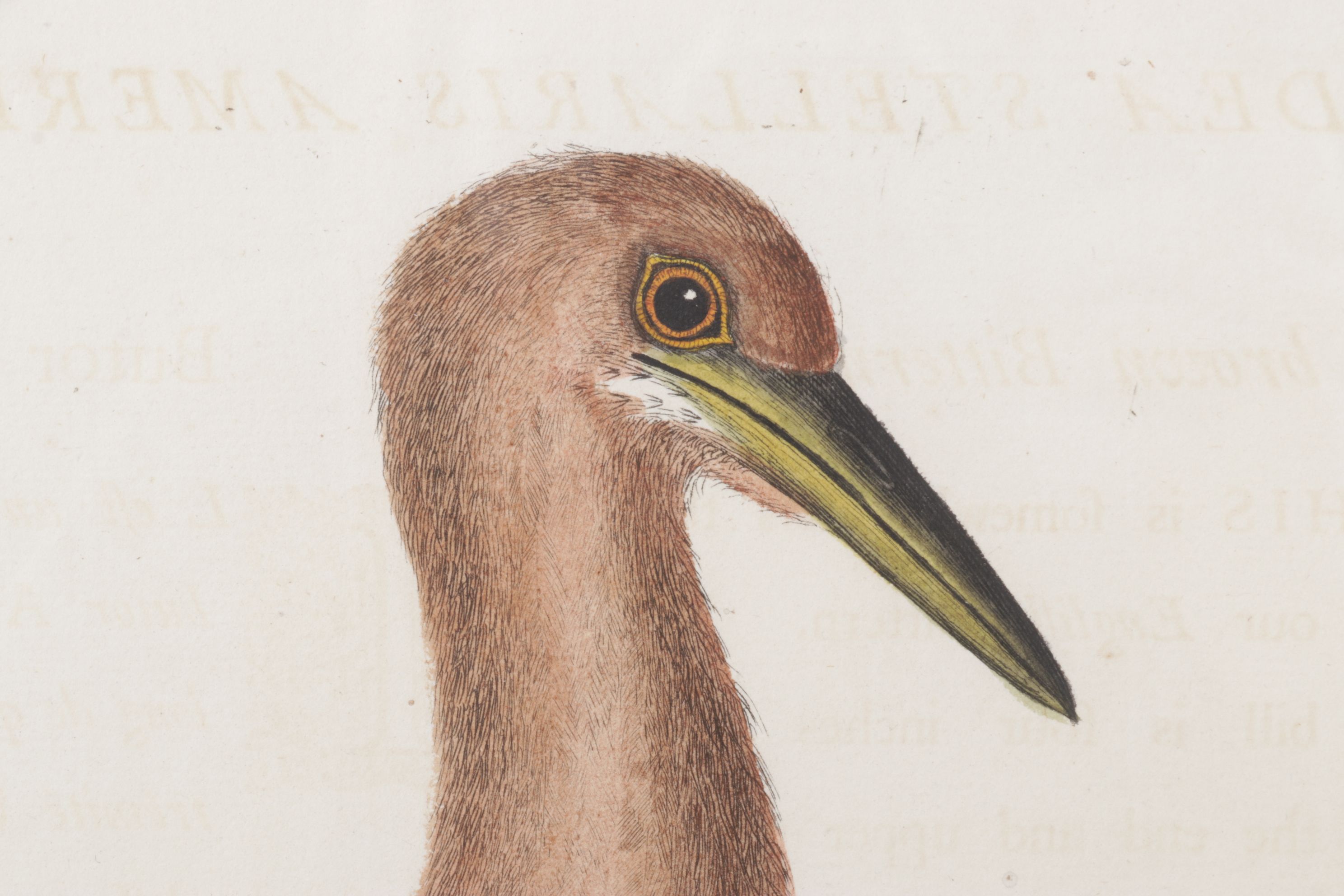 Mark Catesby Hand-Colored Ornithological Engraving "The Brown Bittern", 1754