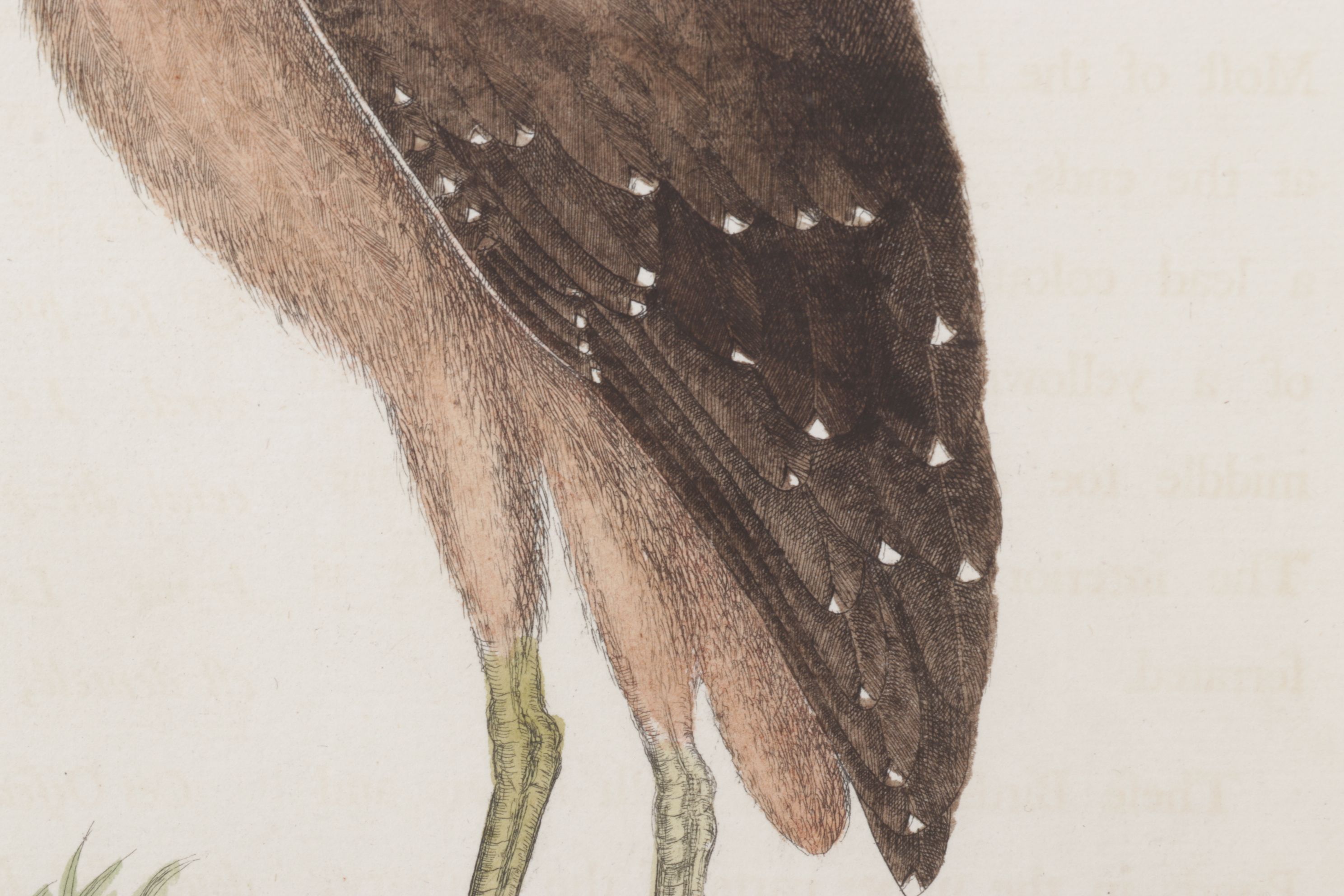 Mark Catesby Hand-Colored Ornithological Engraving "The Brown Bittern", 1754
