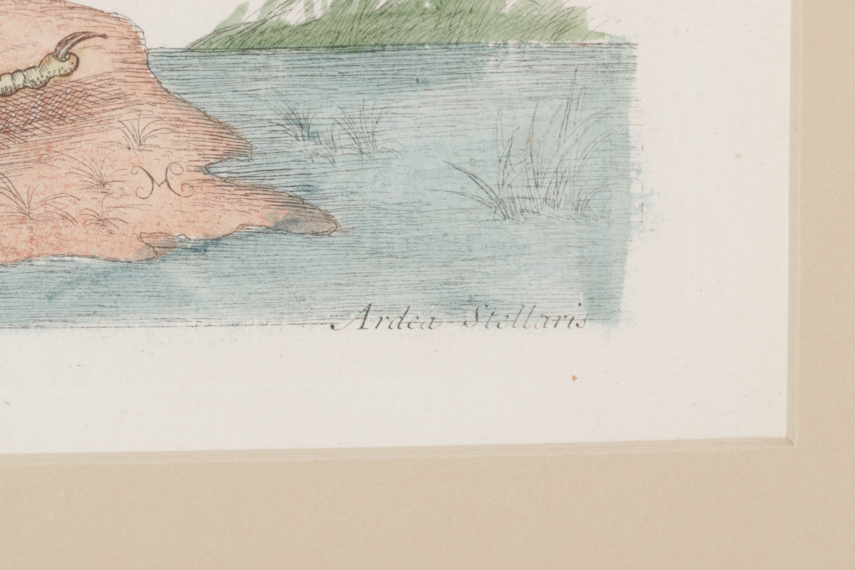 Mark Catesby Hand-Colored Ornithological Engraving "The Brown Bittern", 1754