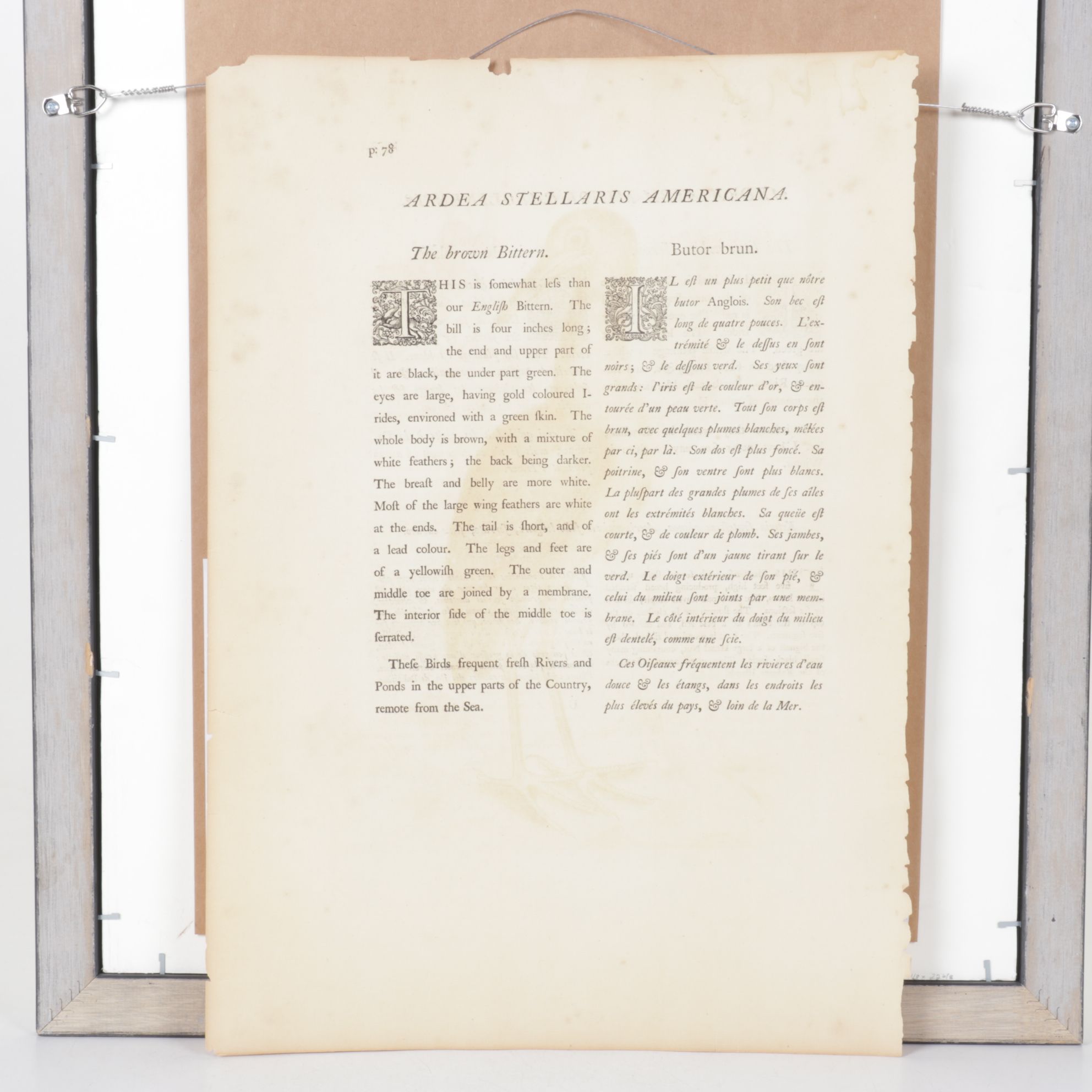 Mark Catesby Hand-Colored Ornithological Engraving "The Brown Bittern", 1754