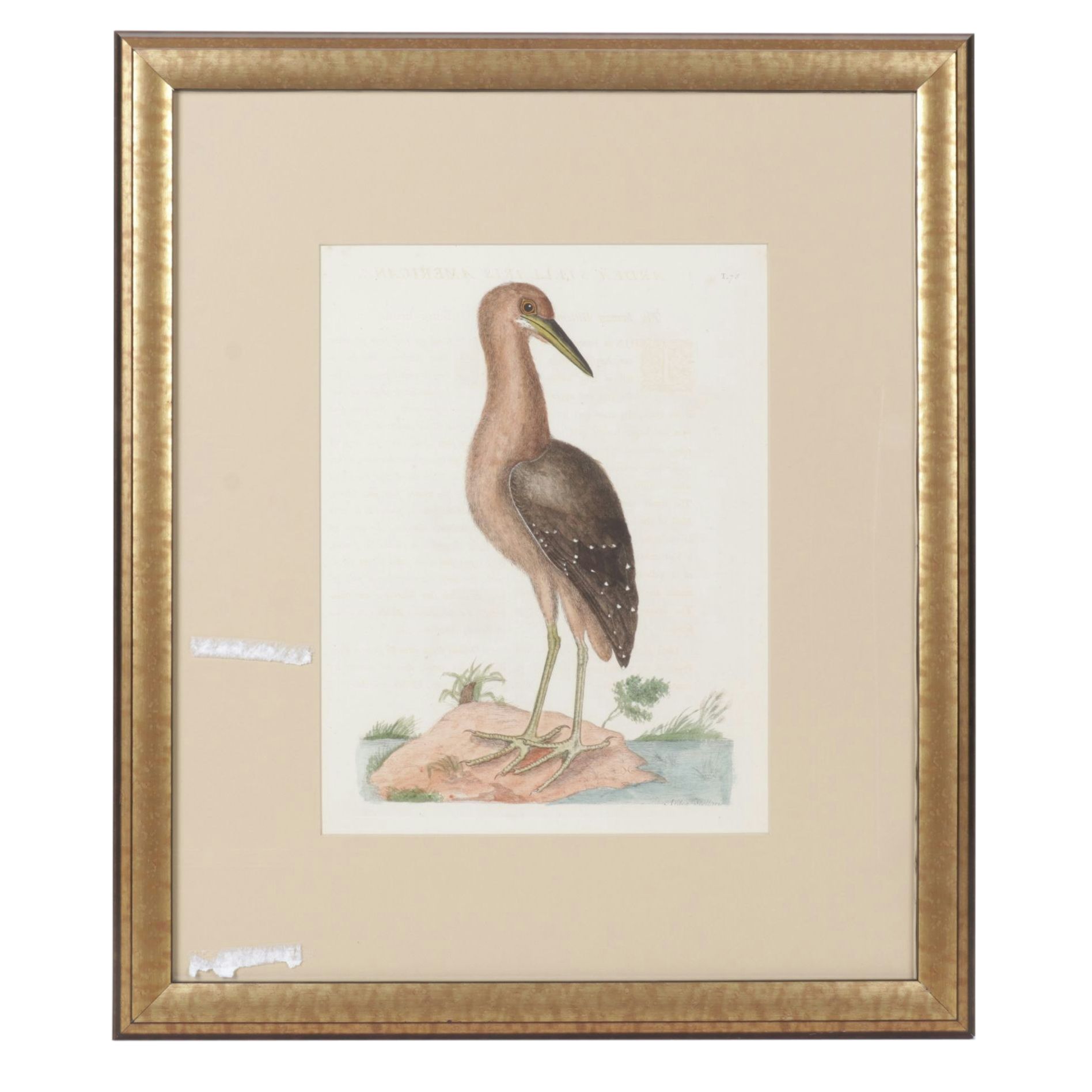 Mark Catesby Hand-Colored Ornithological Engraving "The Brown Bittern", 1754