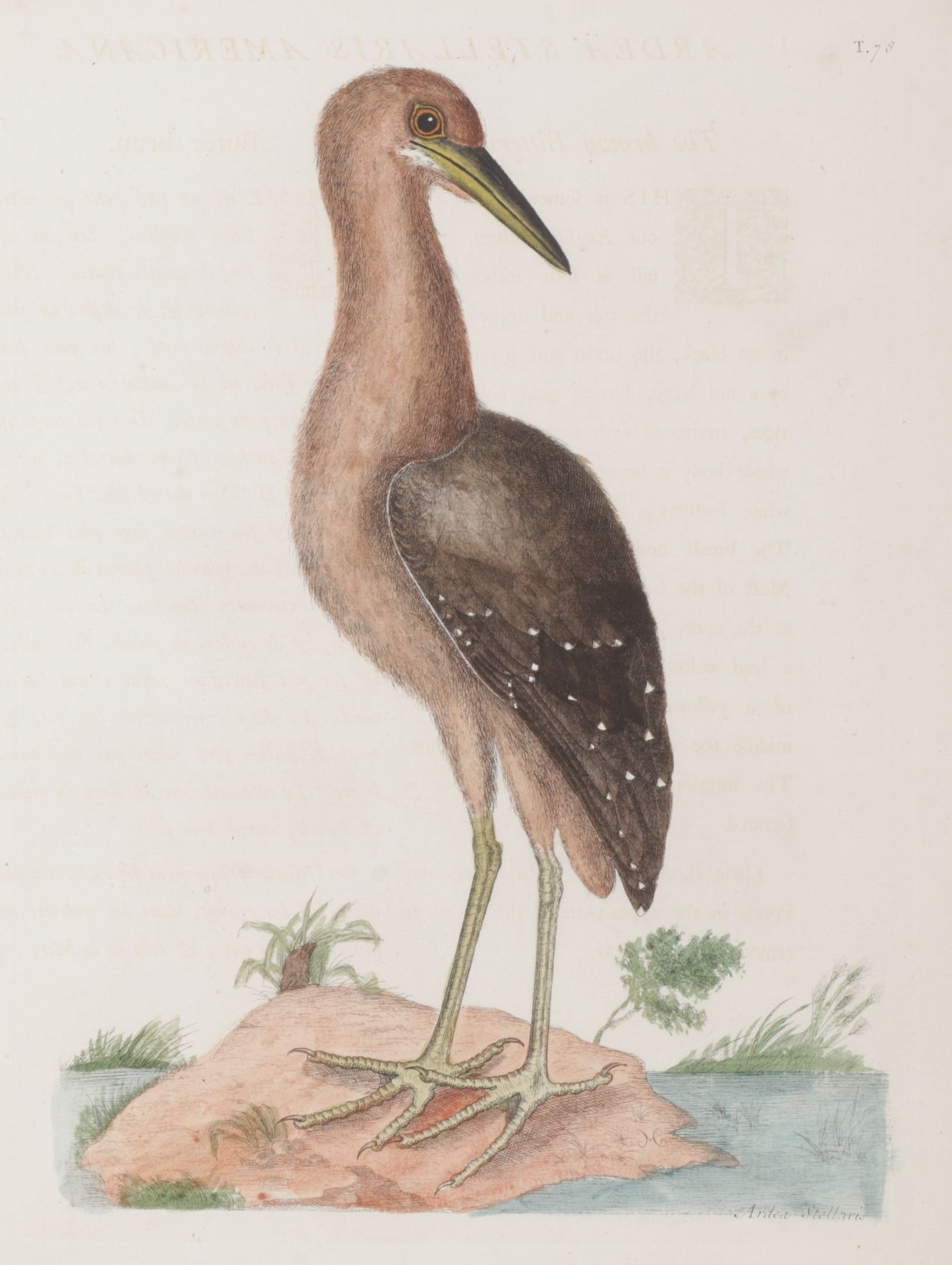 Mark Catesby Hand-Colored Ornithological Engraving "The Brown Bittern", 1754