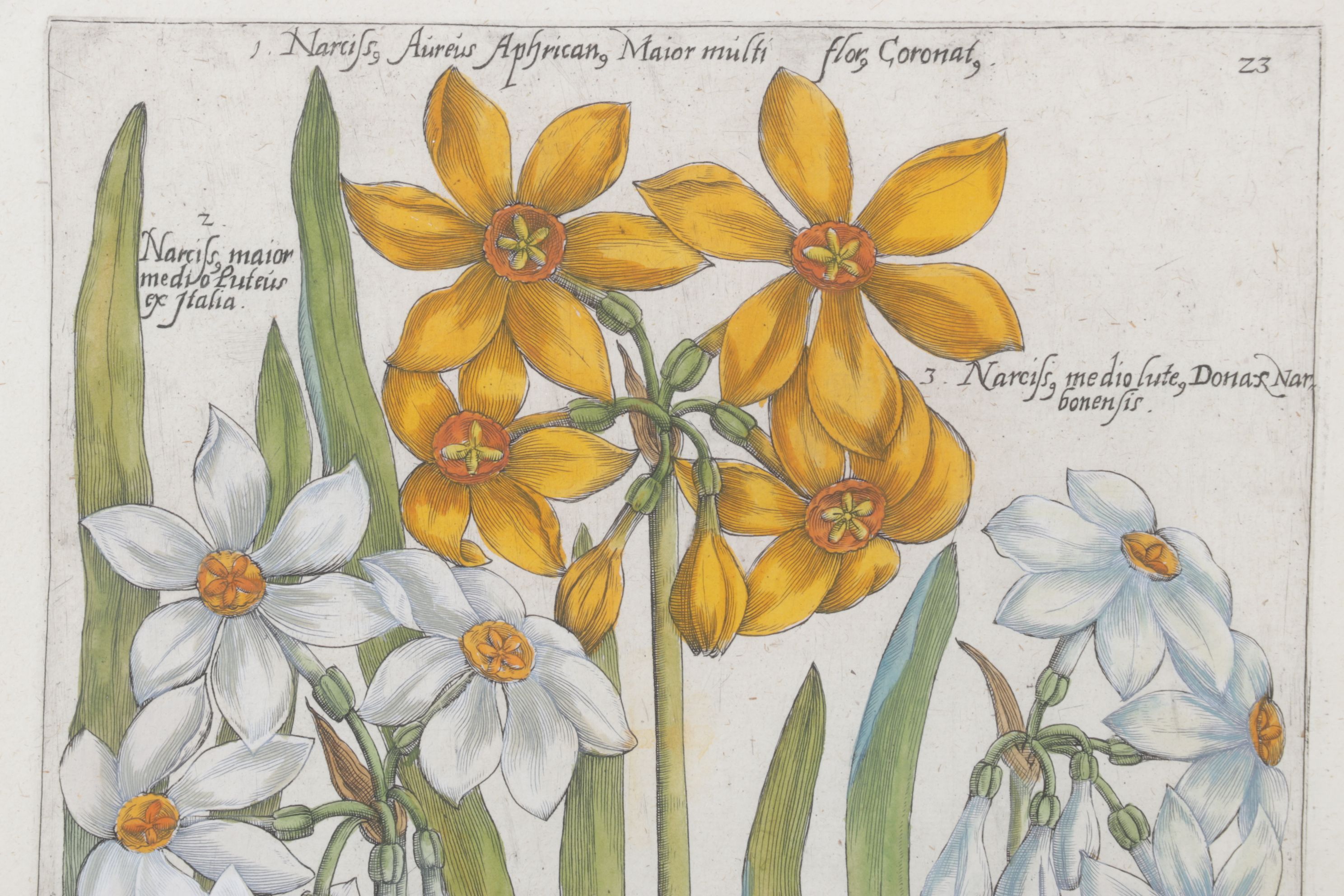 Emanuel Sweert Hand-Colored Botanical Engraving "Narcissus", 1612