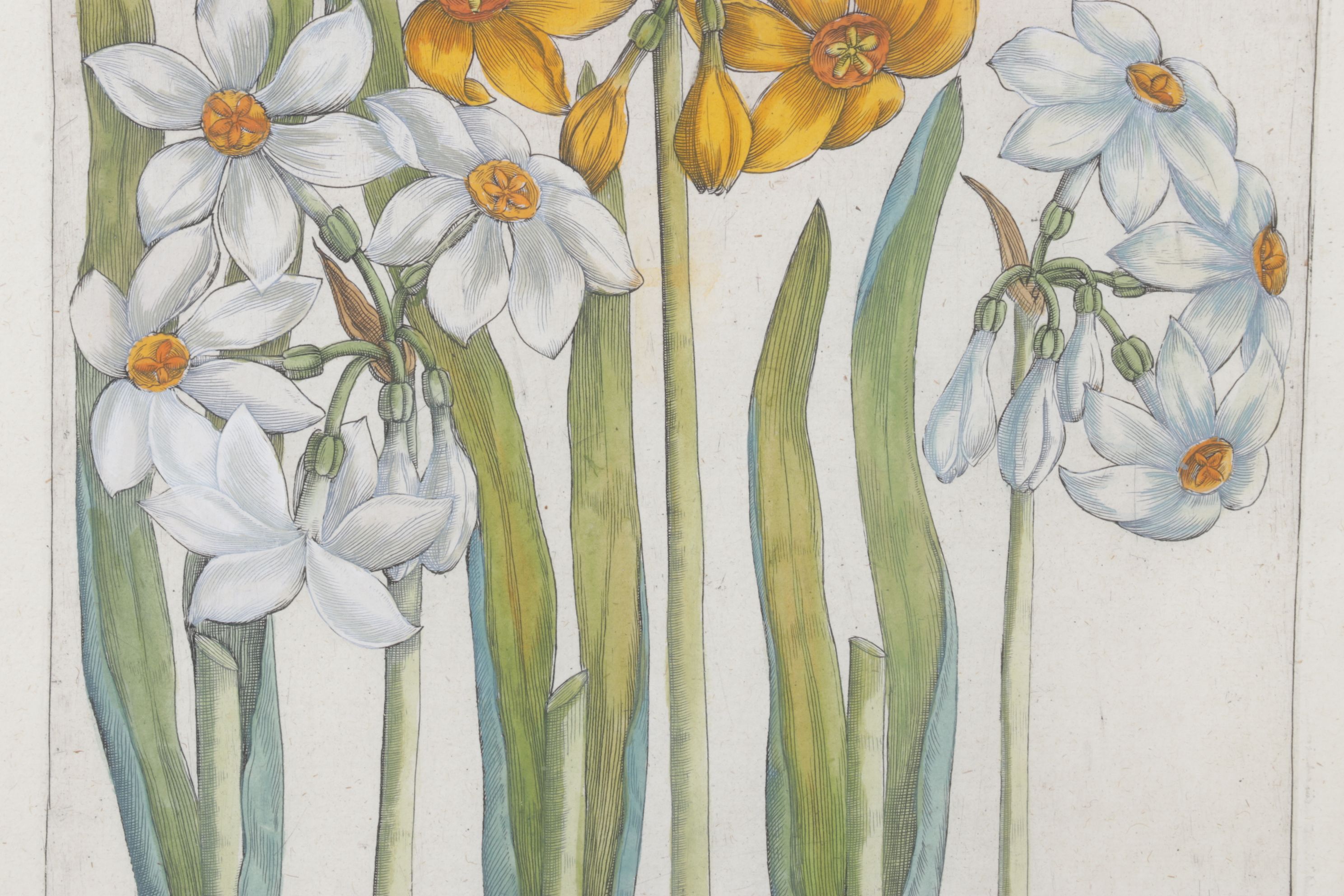 Emanuel Sweert Hand-Colored Botanical Engraving "Narcissus", 1612