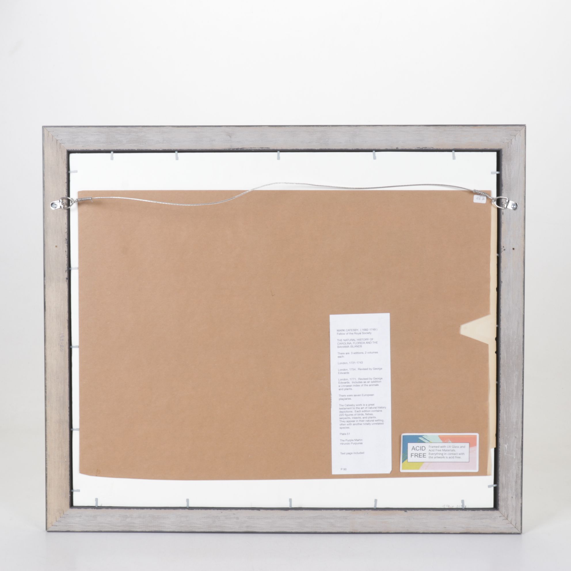 Mark Catesby Hand-Colored Ornithological Engraving "The Purple Martin", 1754