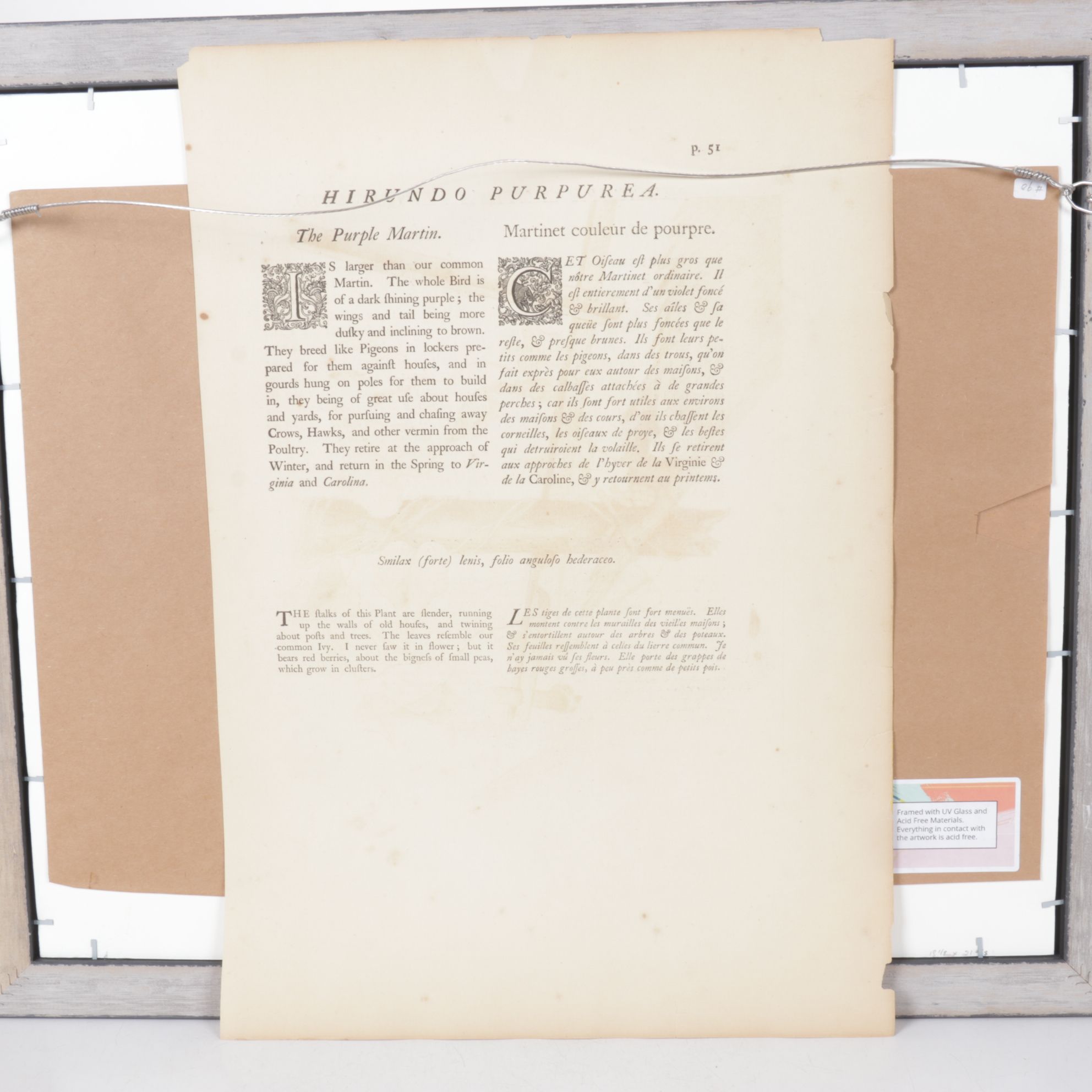 Mark Catesby Hand-Colored Ornithological Engraving "The Purple Martin", 1754