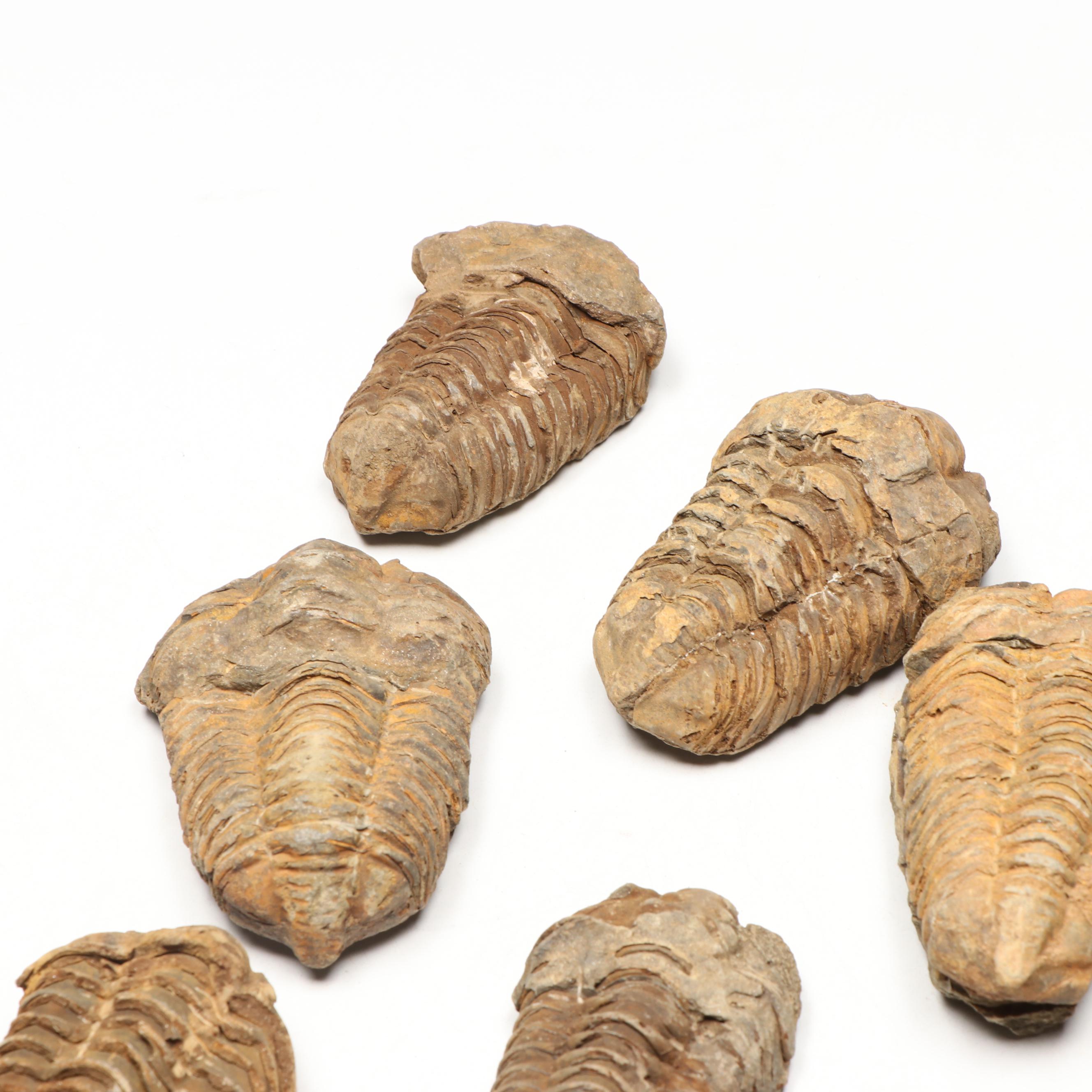 Trilobite Specimens