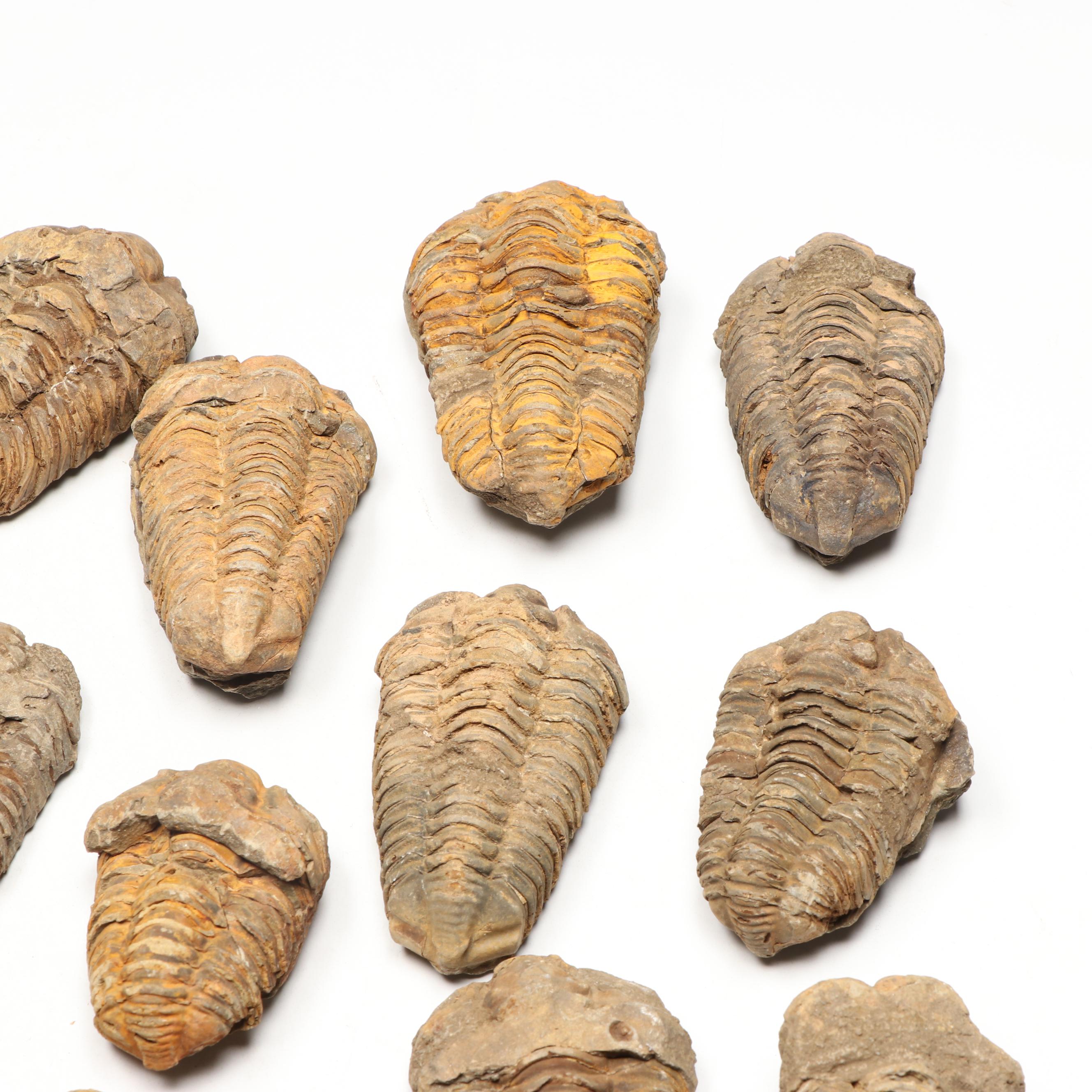 Trilobite Specimens