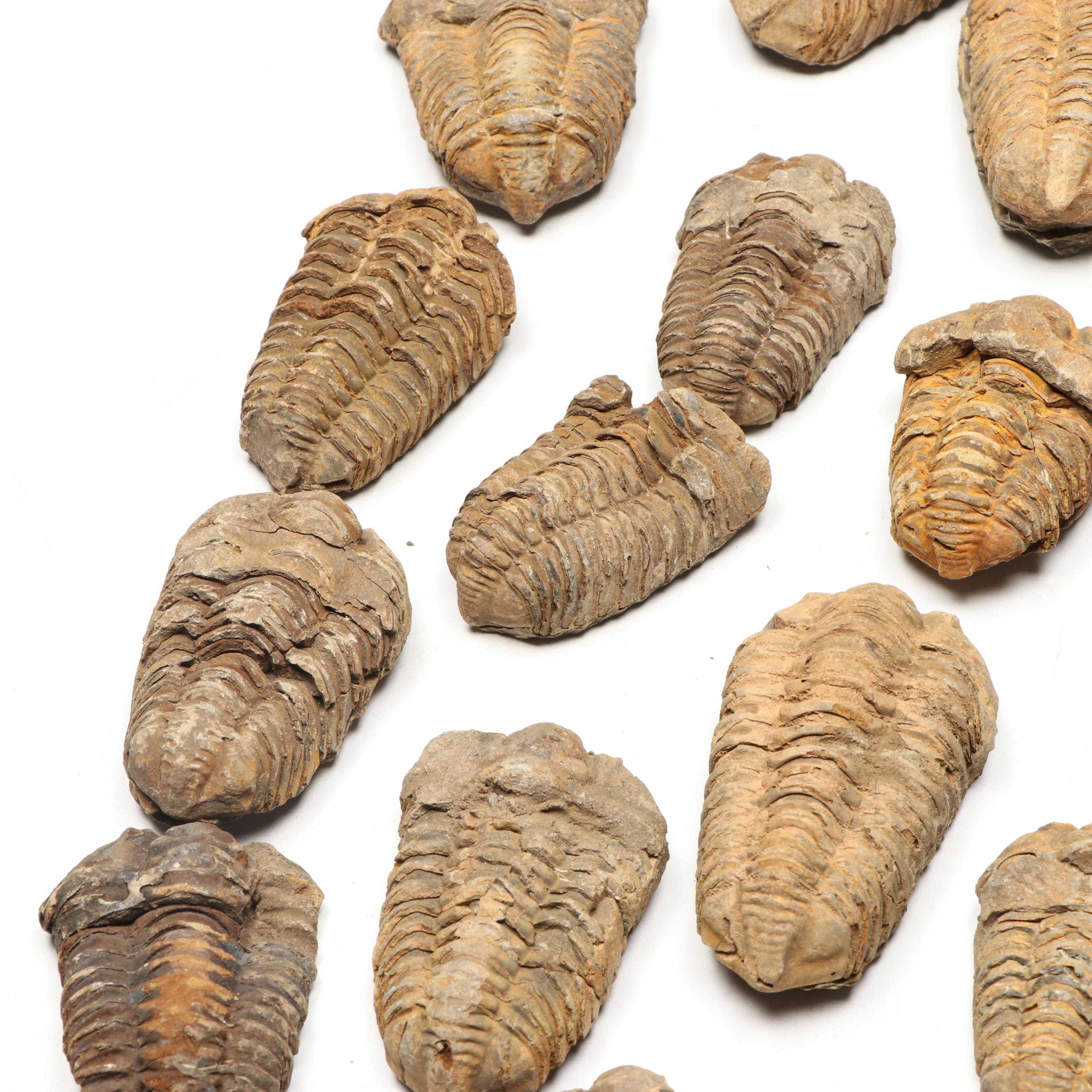 Trilobite Specimens