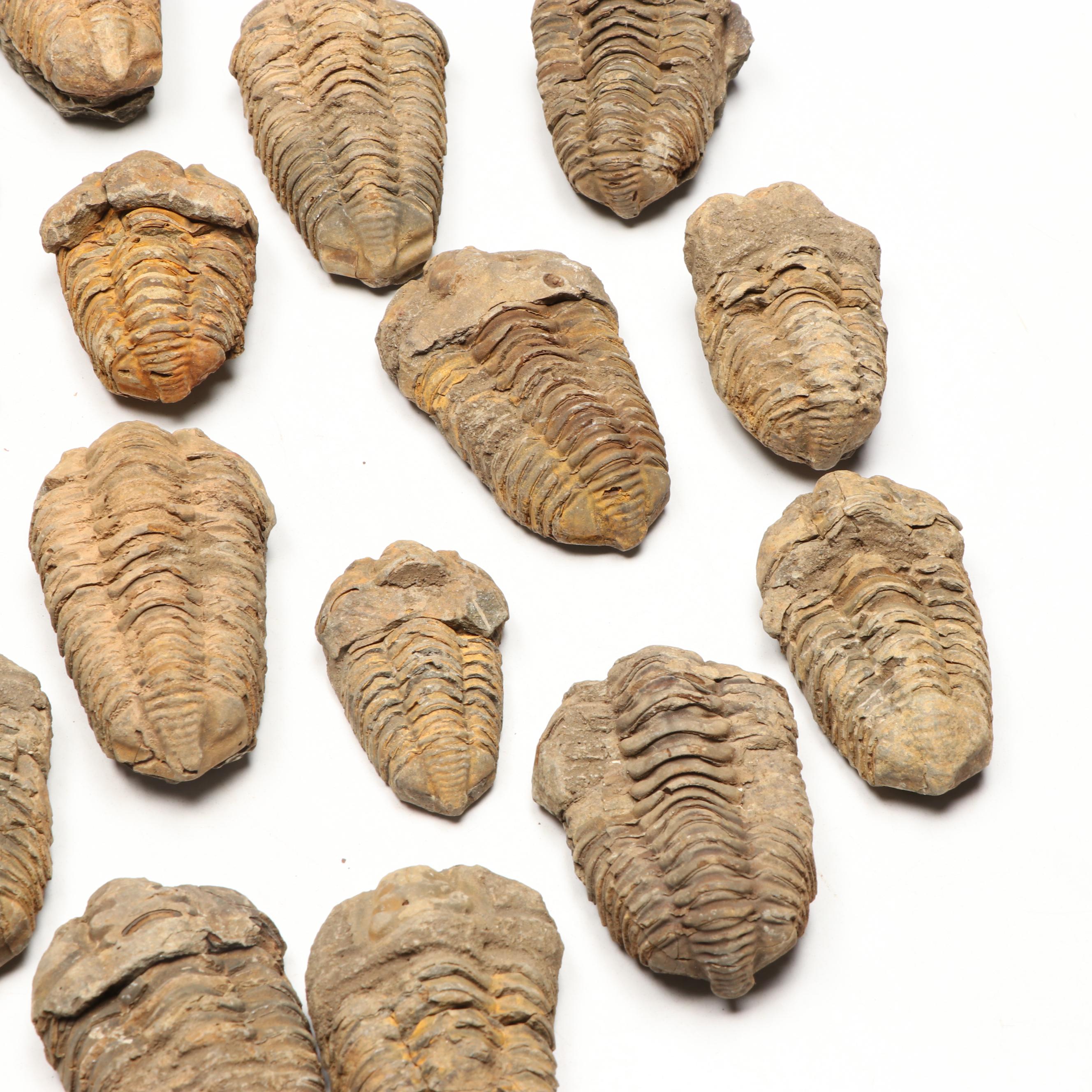 Trilobite Specimens