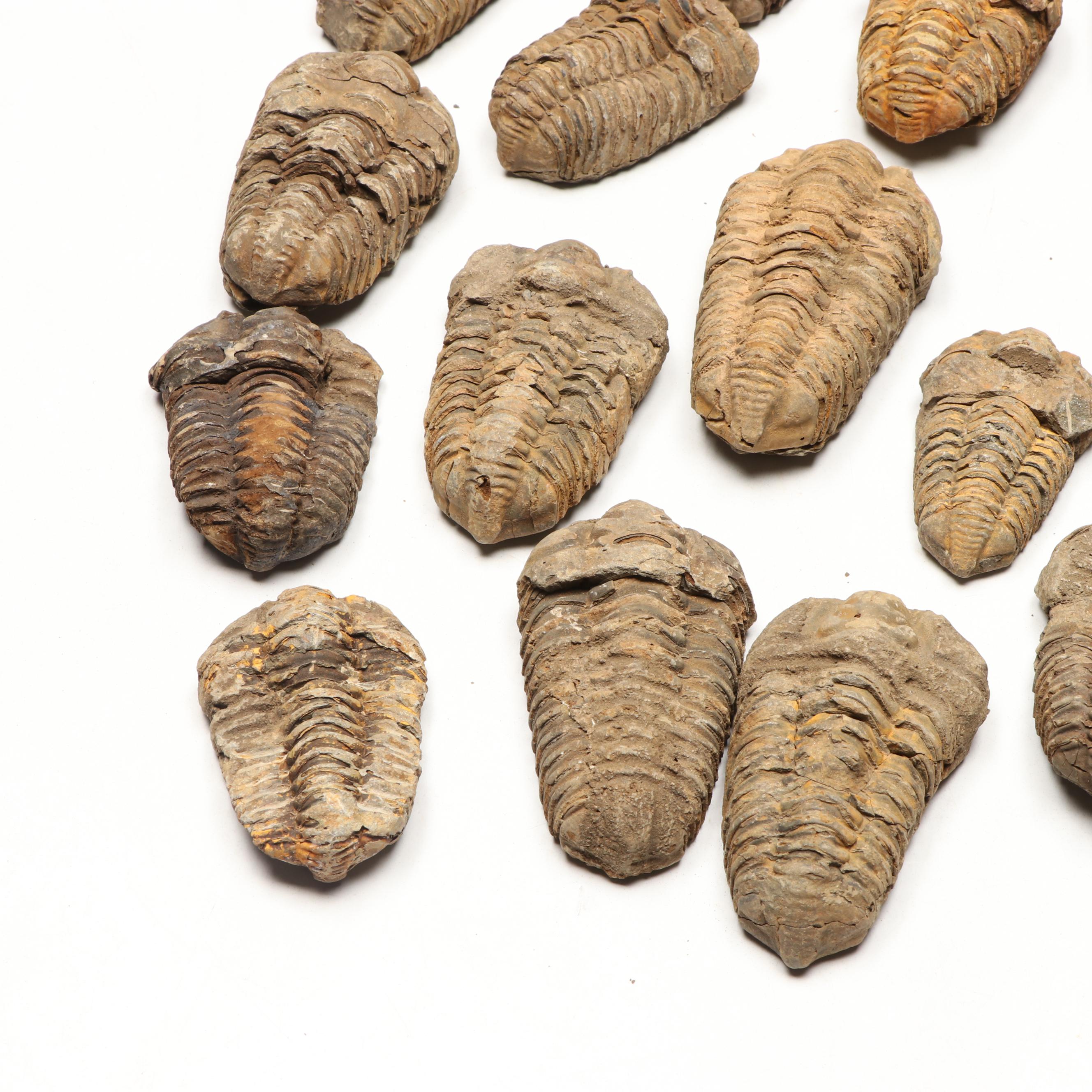 Trilobite Specimens