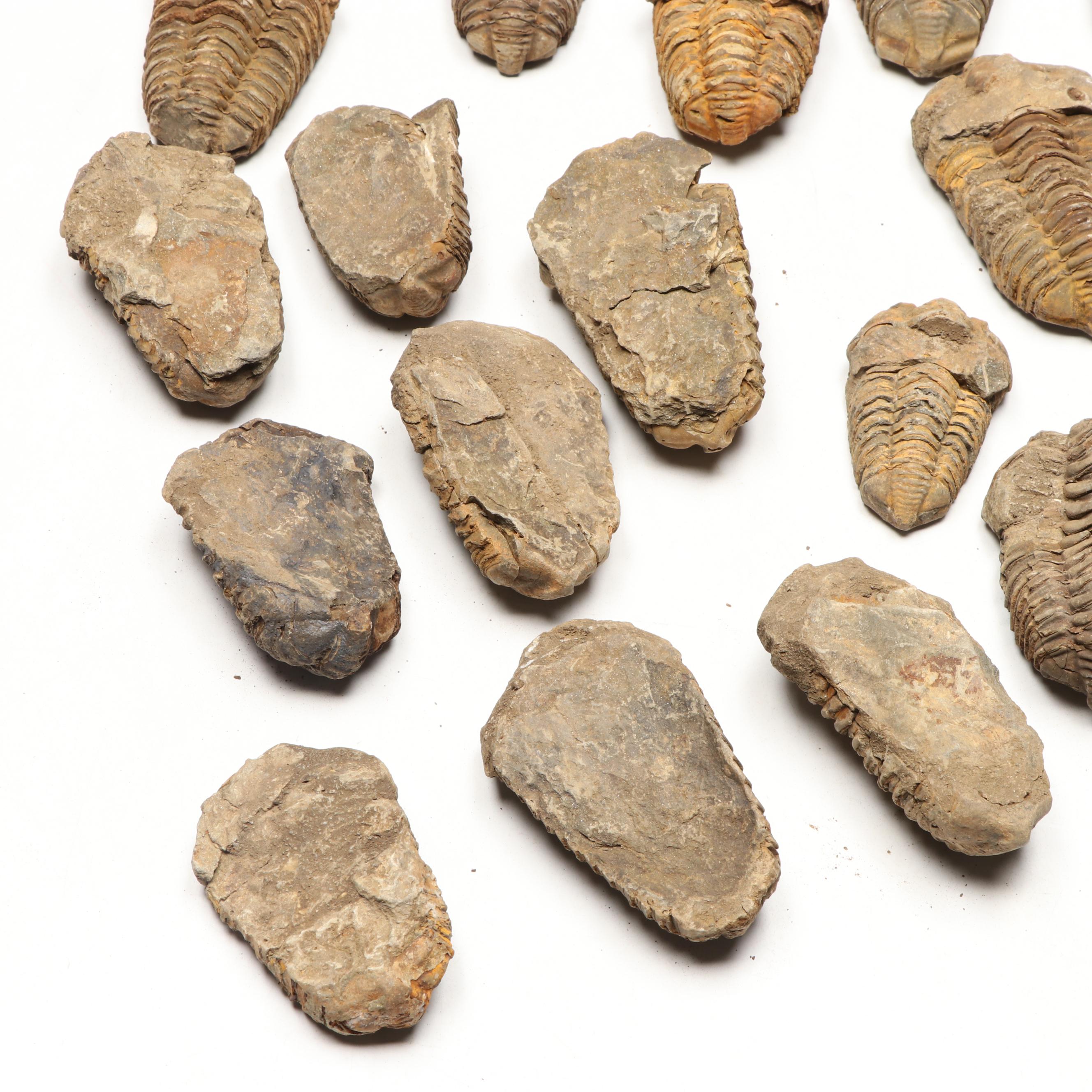 Trilobite Specimens