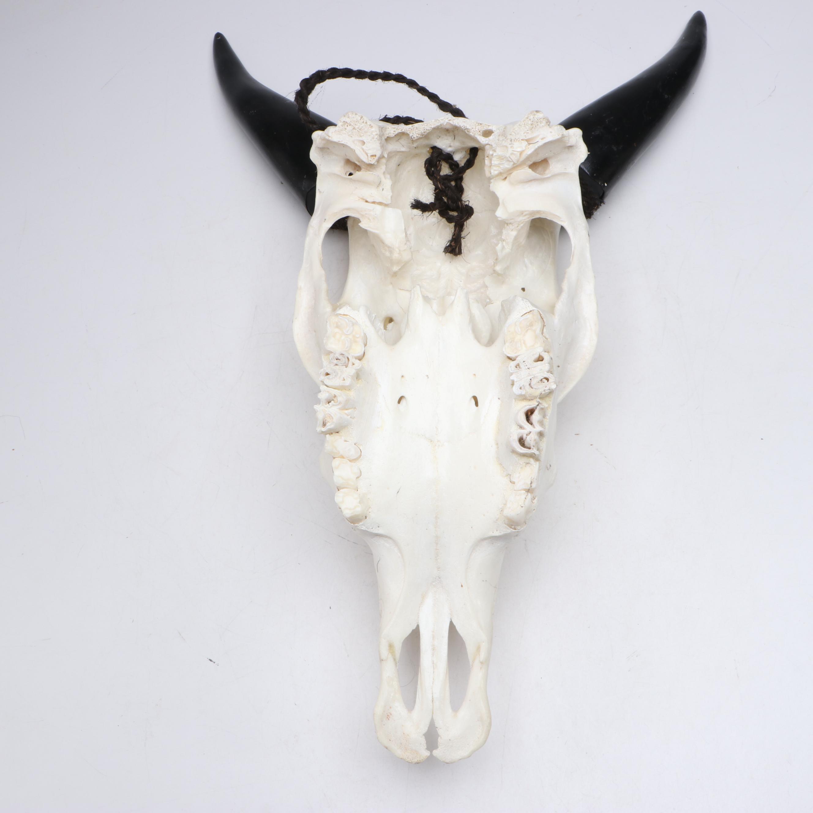 Hand-Carved Steer Skull
