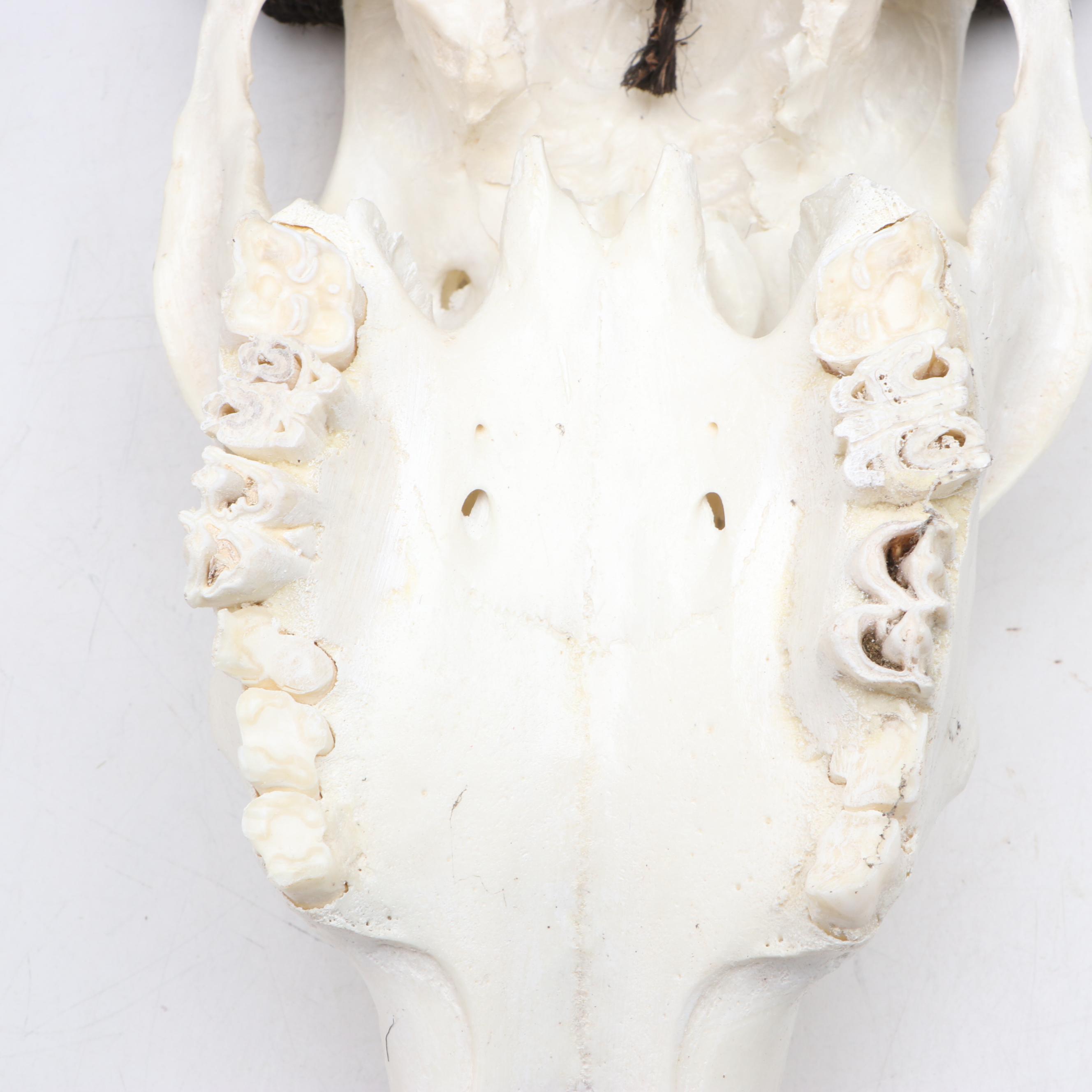 Hand-Carved Steer Skull