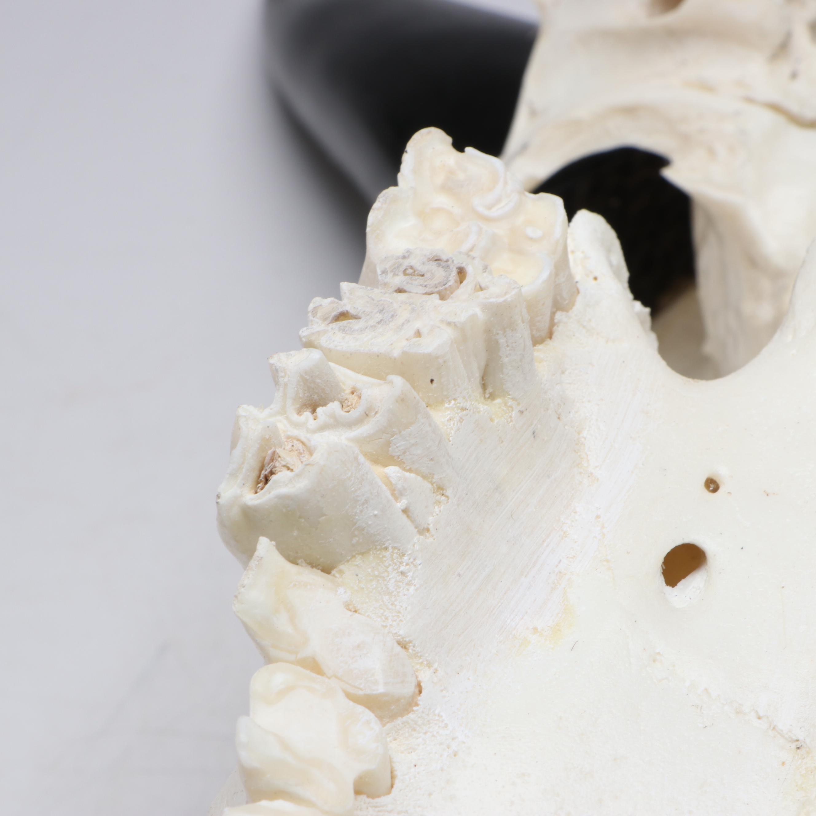 Hand-Carved Steer Skull