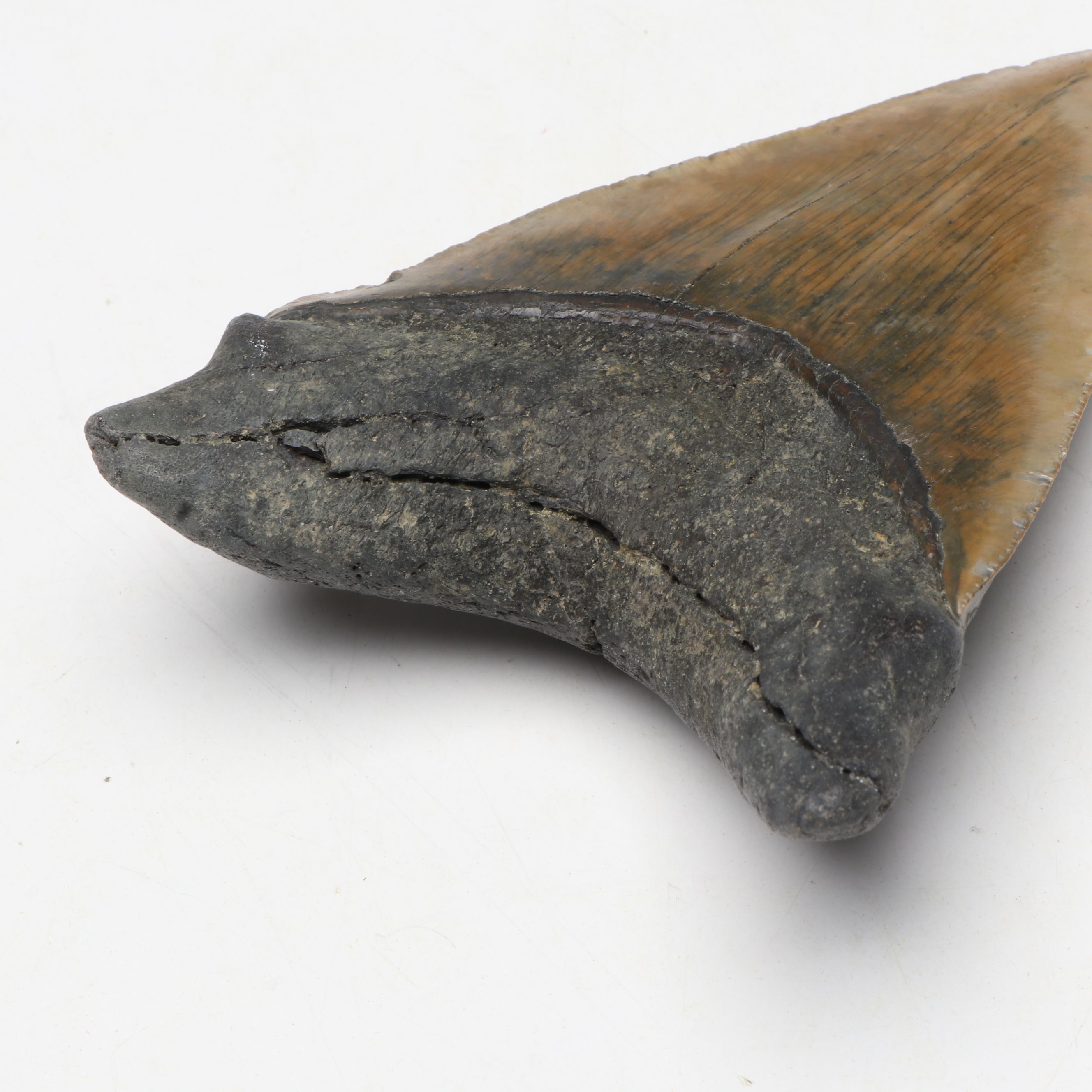 Megalodon Fossil Tooth