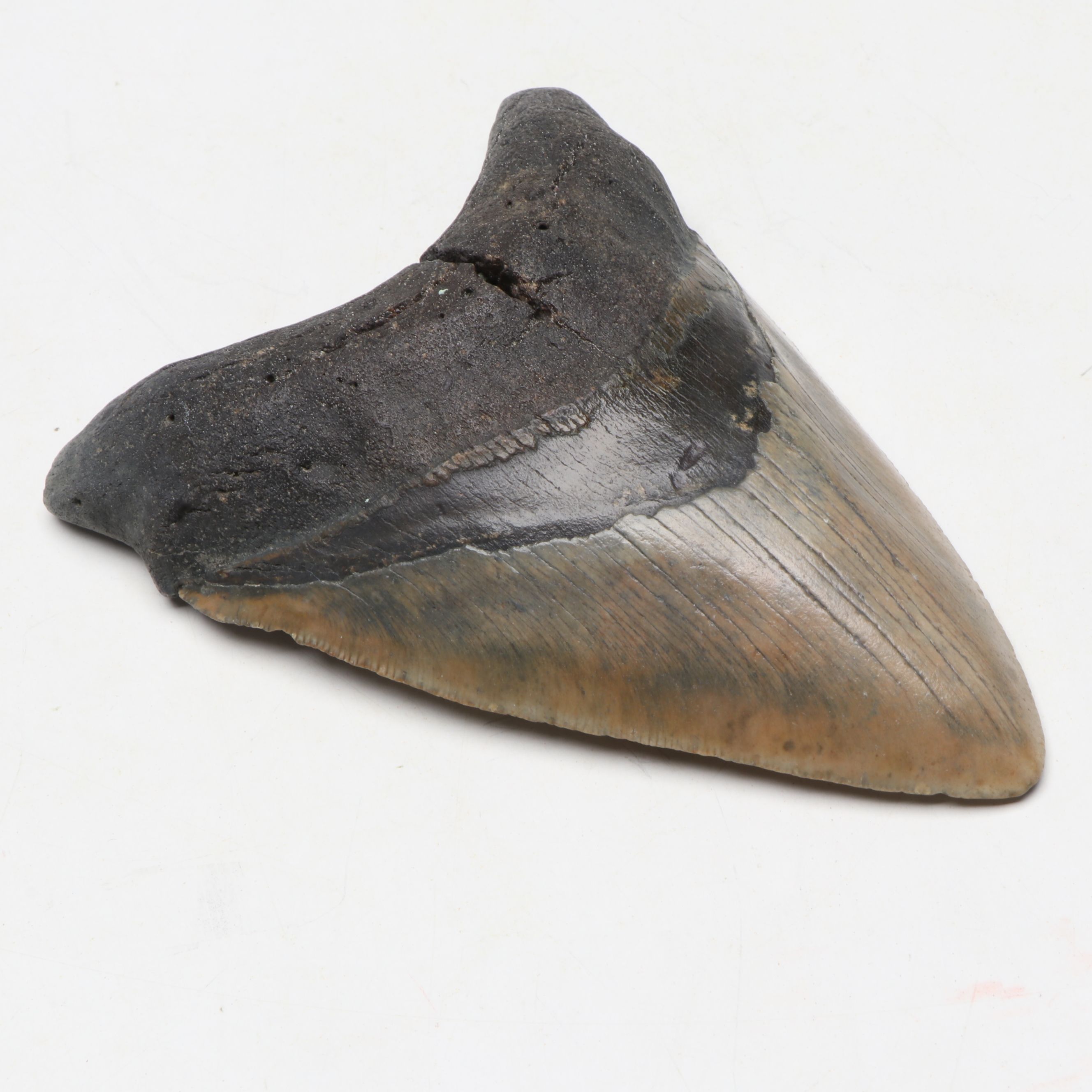 Megalodon Fossil Tooth