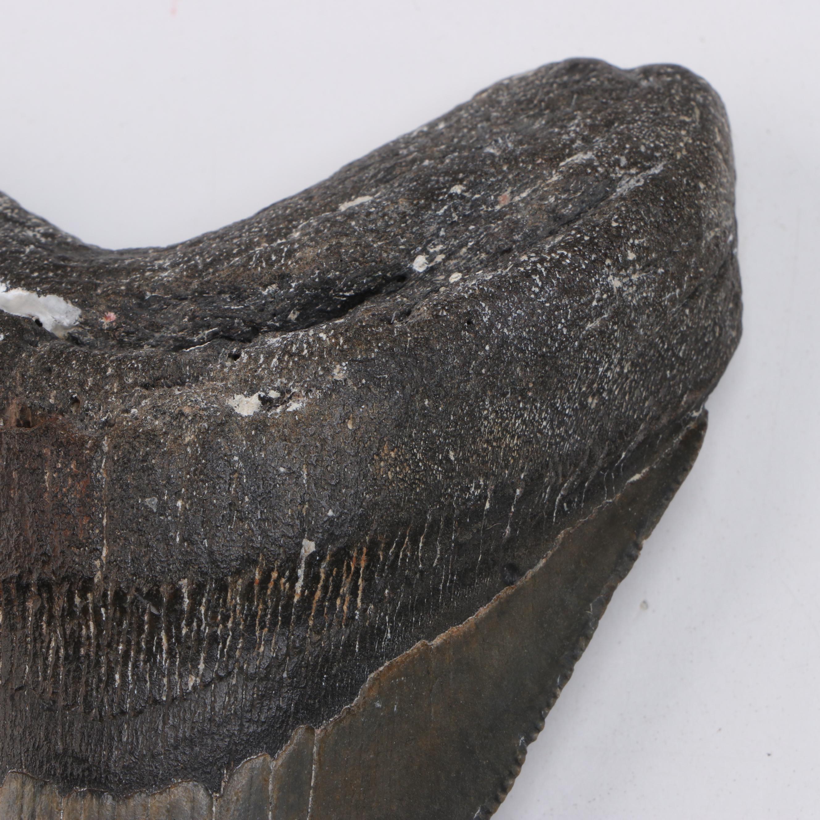 Megalodon Fossil Tooth