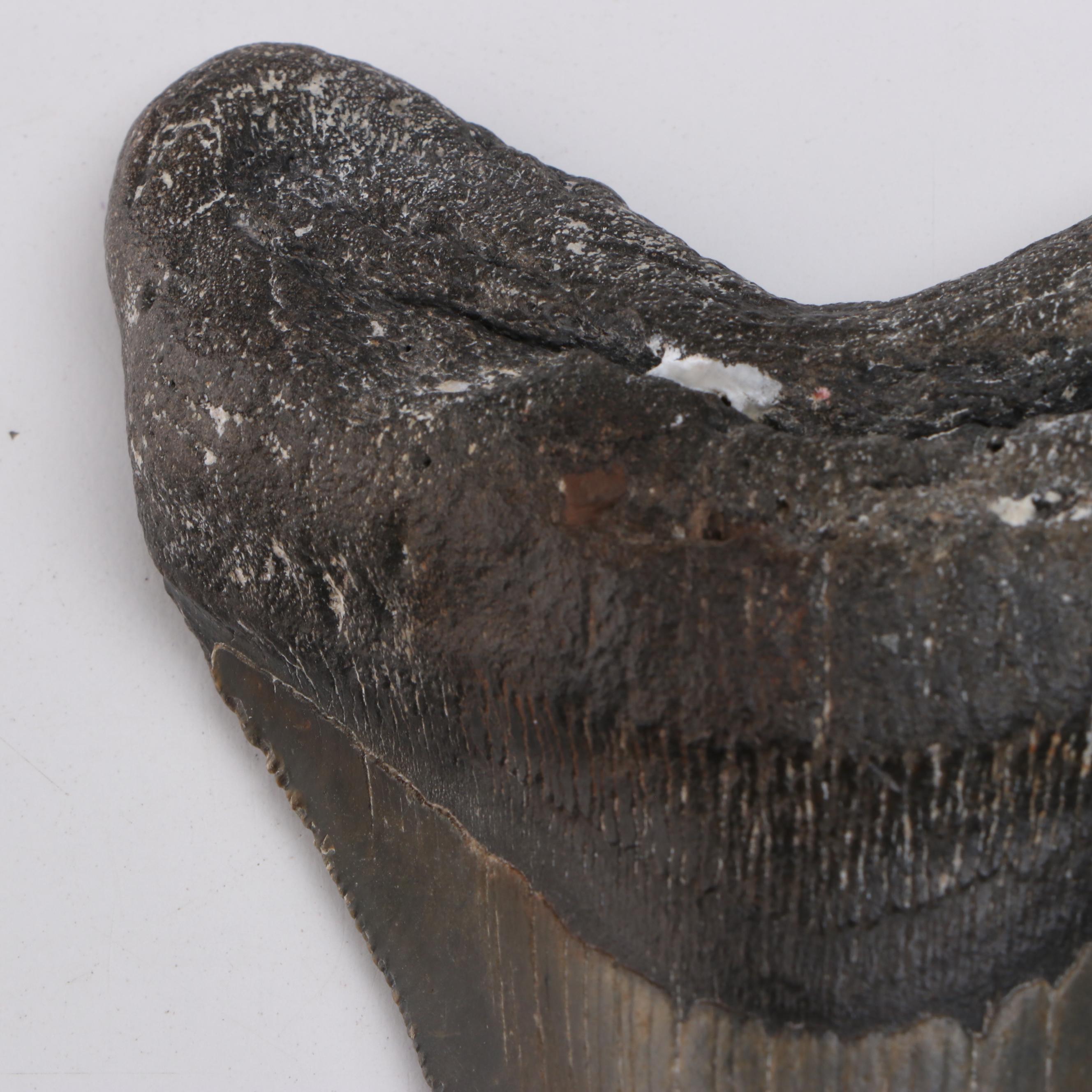 Megalodon Fossil Tooth