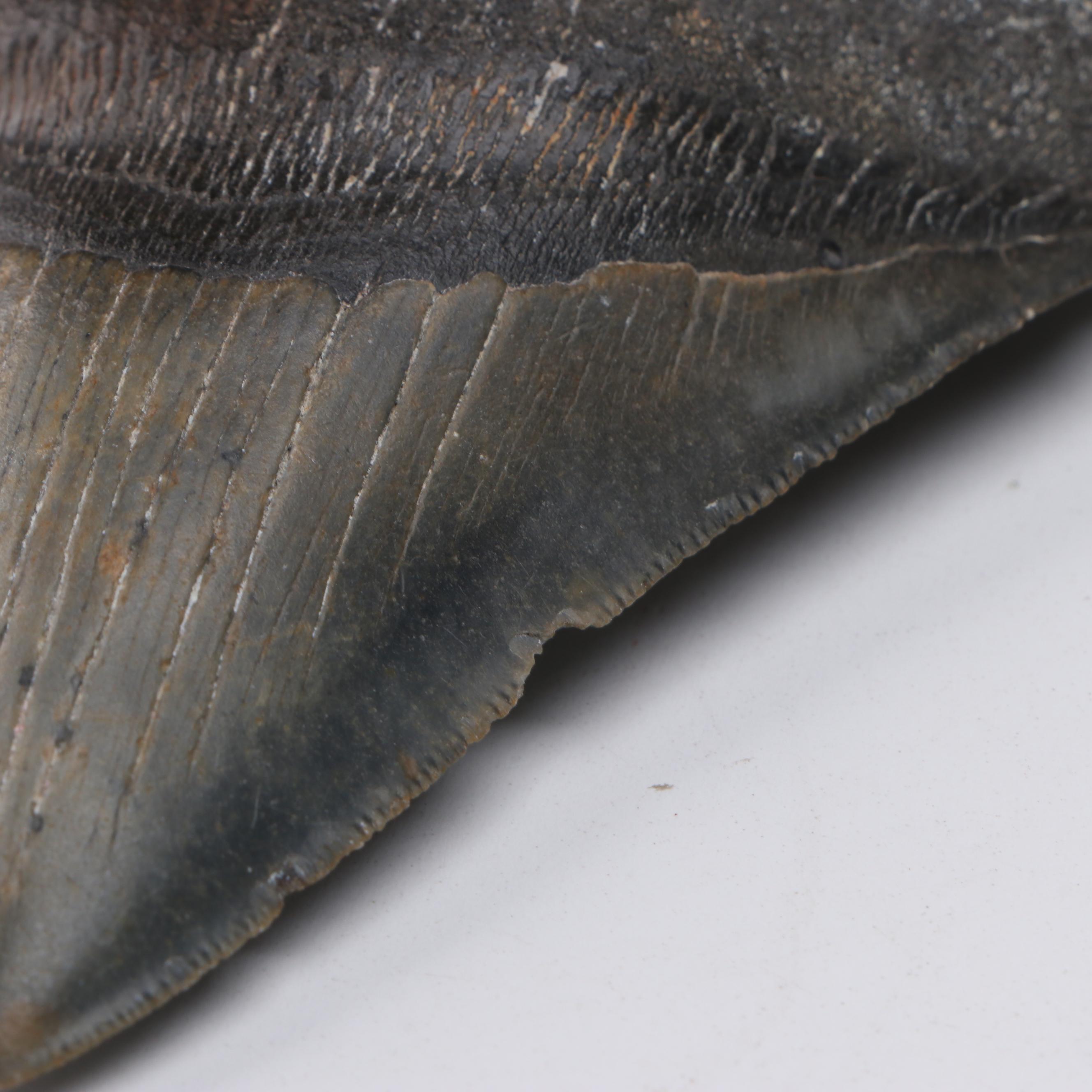 Megalodon Fossil Tooth