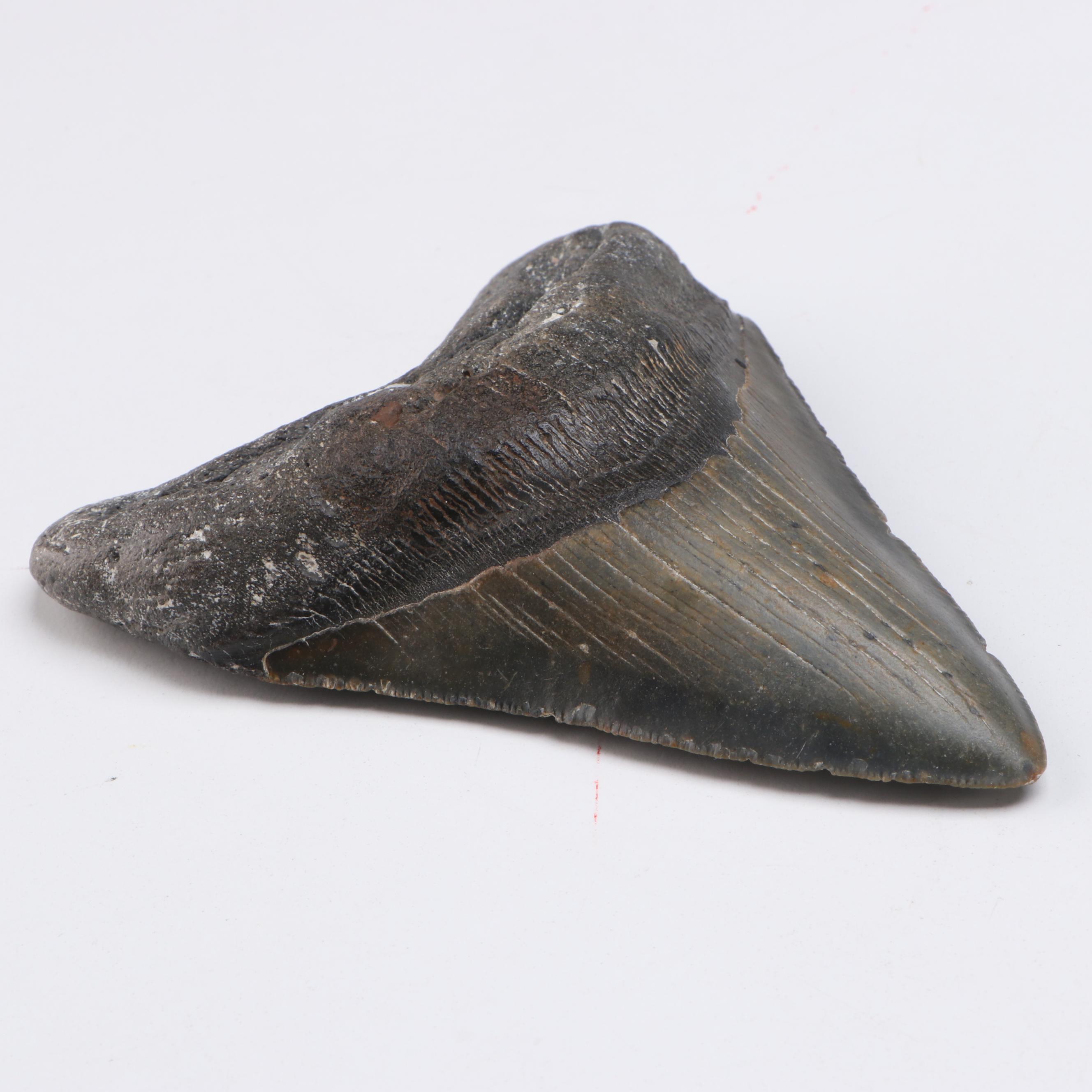 Megalodon Fossil Tooth