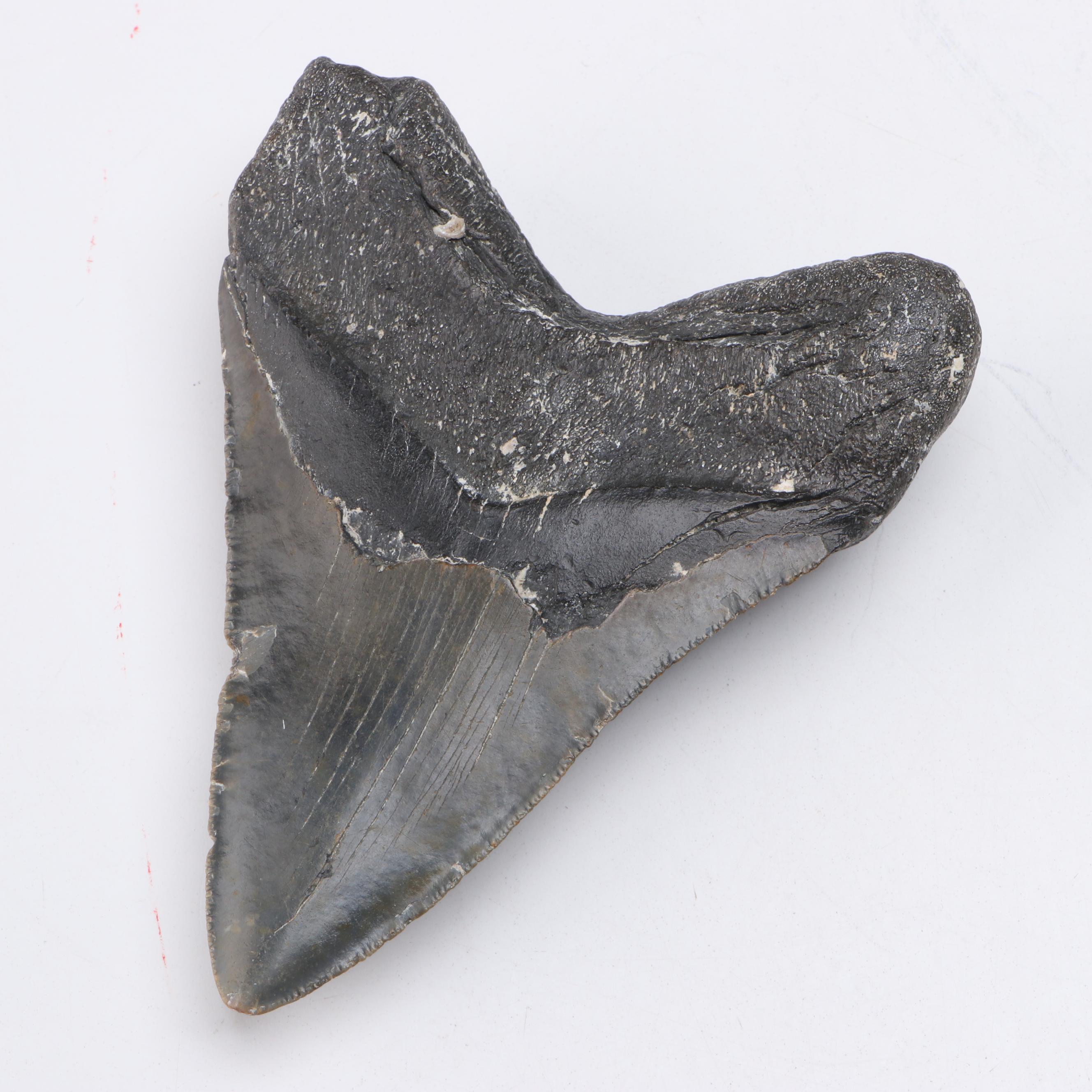 Megalodon Fossil Tooth