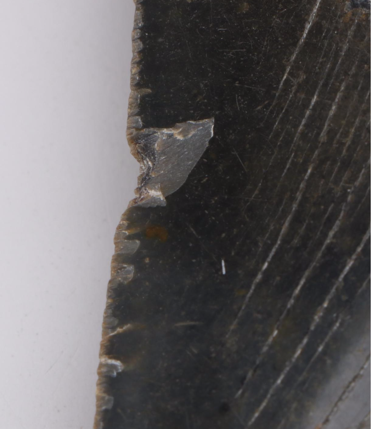 Megalodon Fossil Tooth