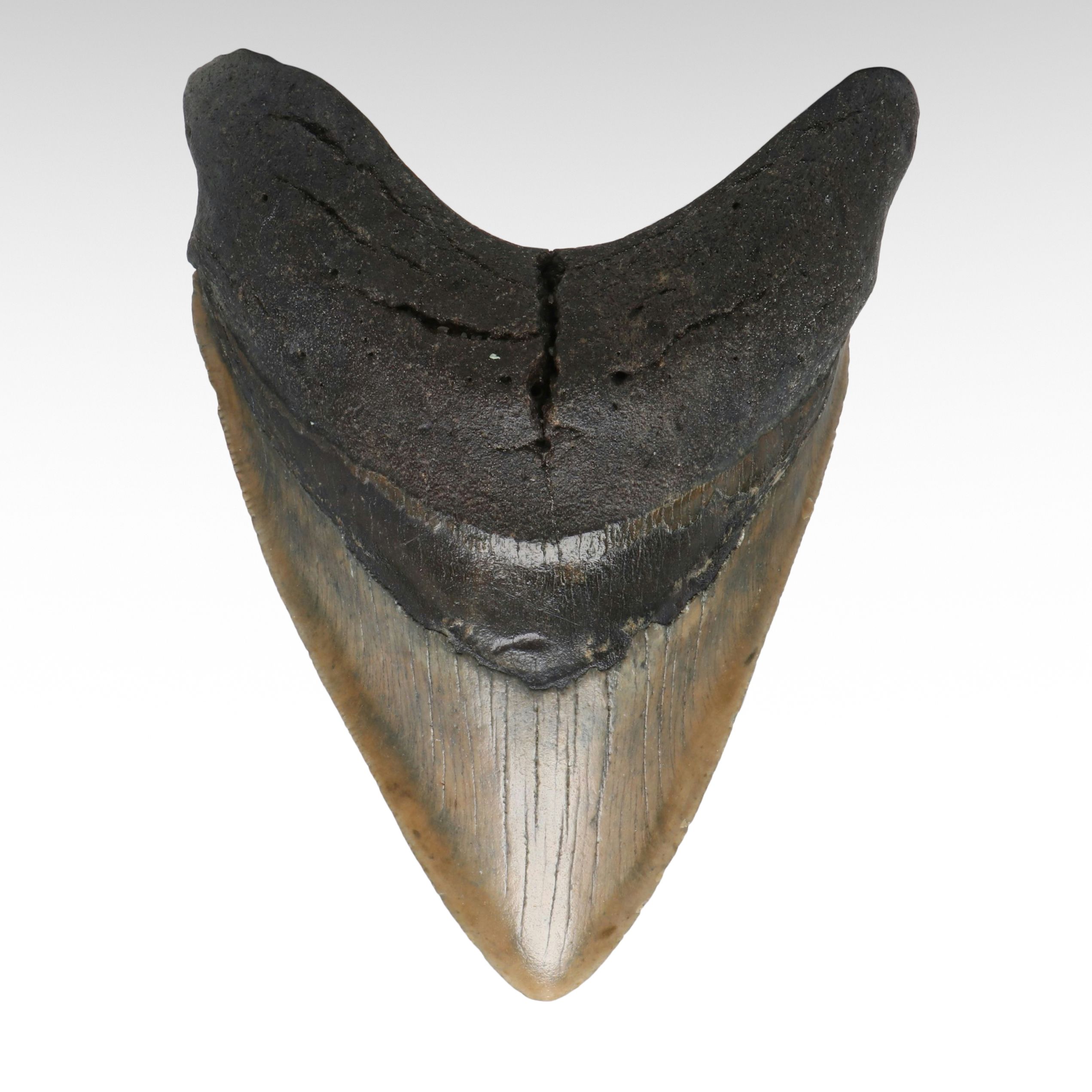 Megalodon Fossil Tooth