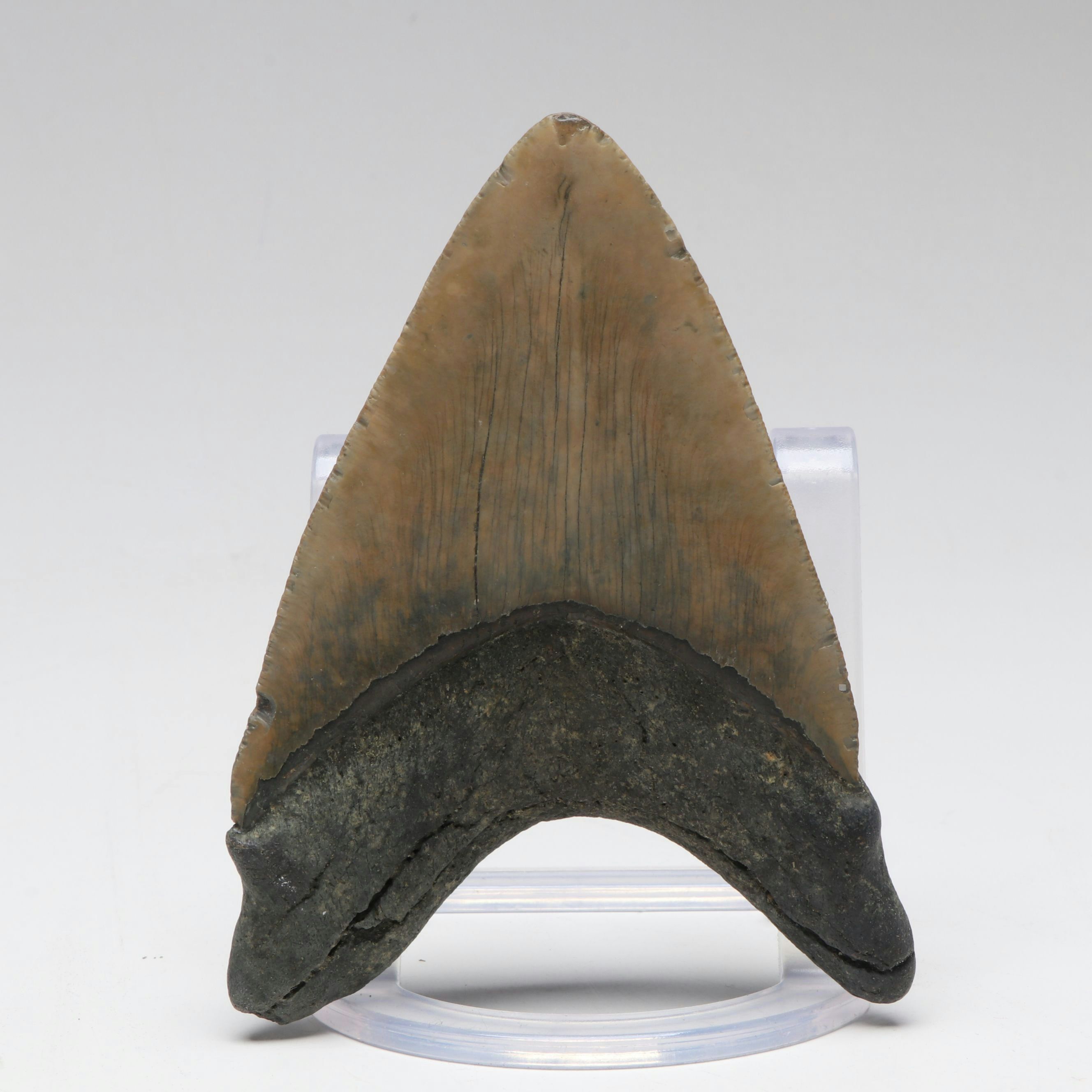 Megalodon Fossil Tooth