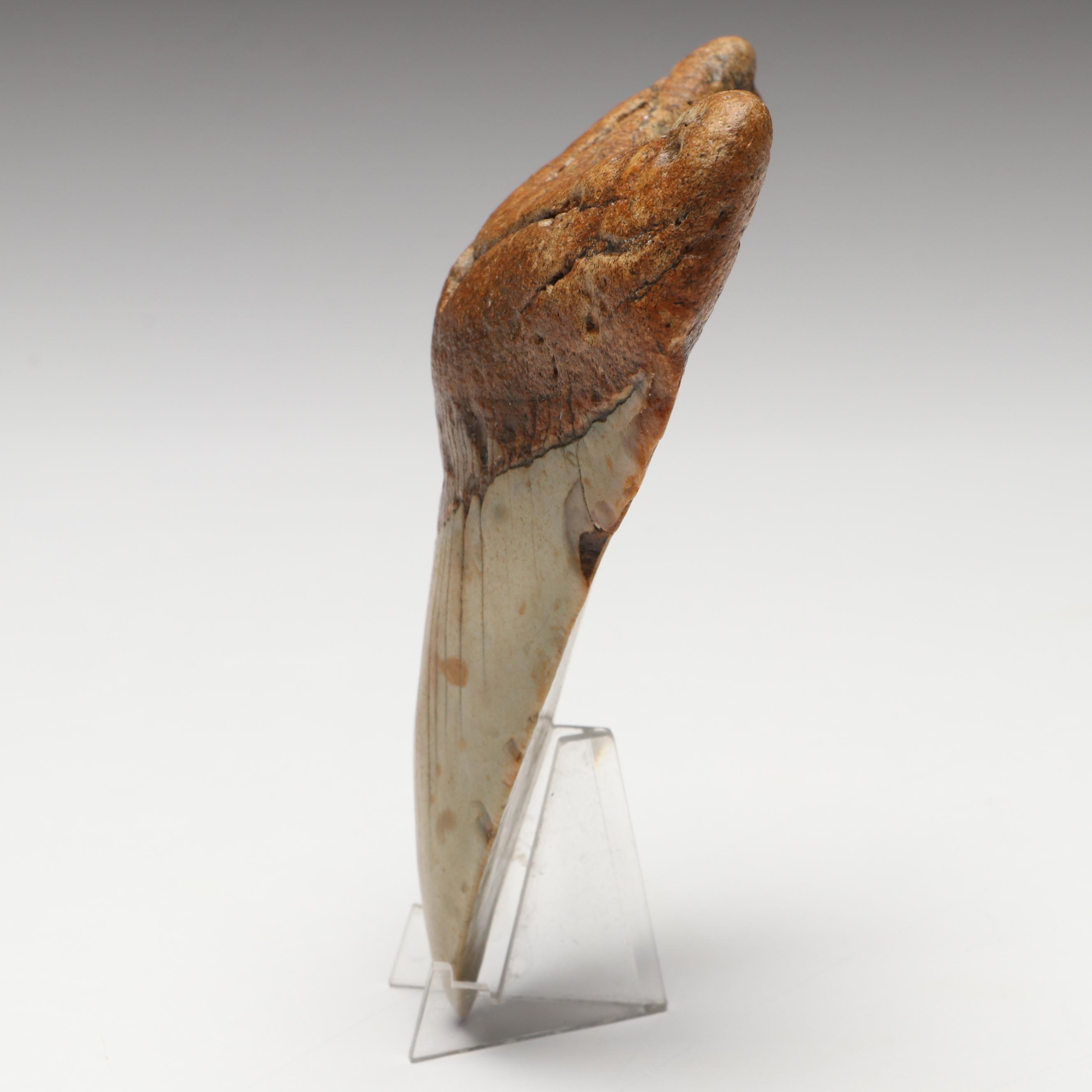 Megalodon Fossil Tooth