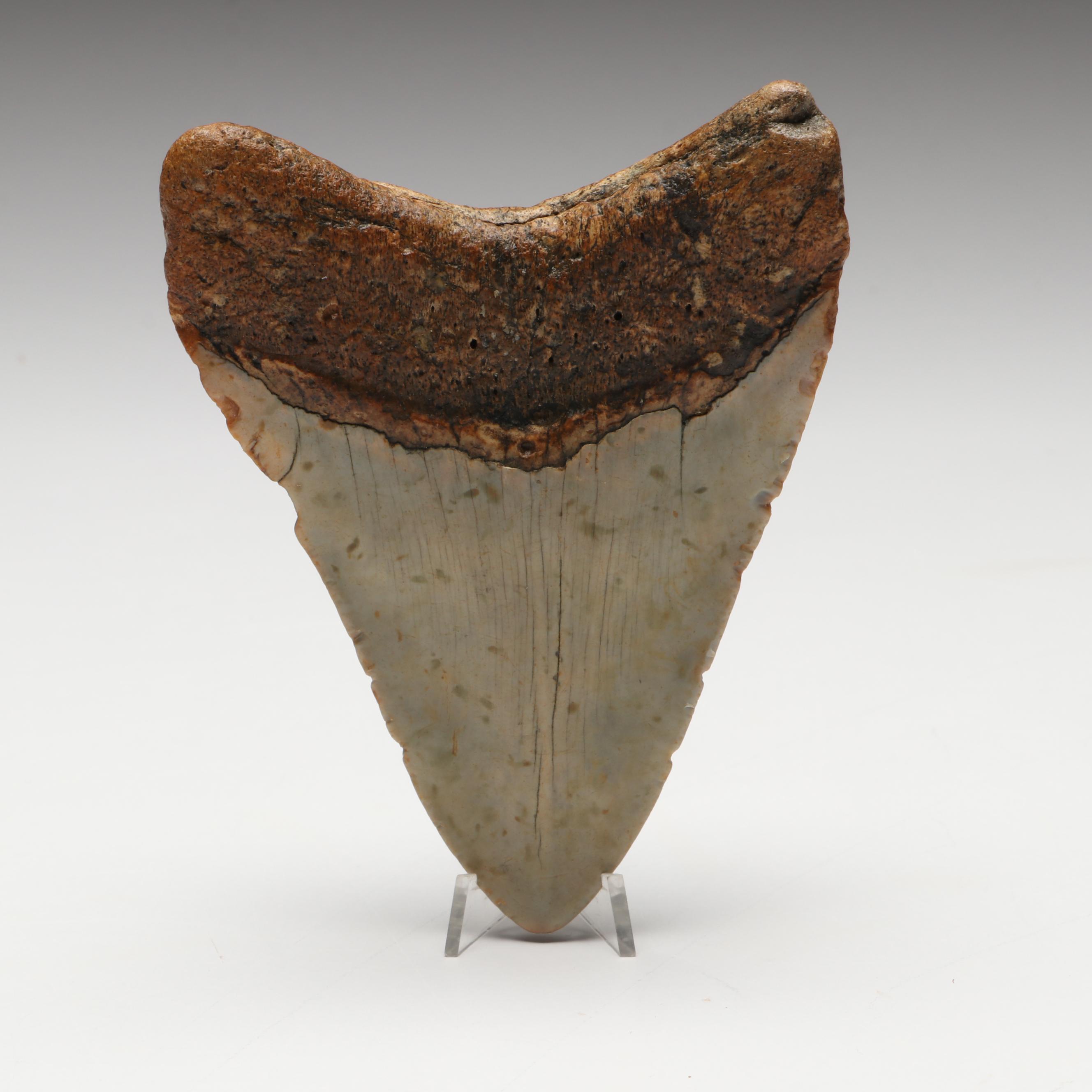 Megalodon Fossil Tooth