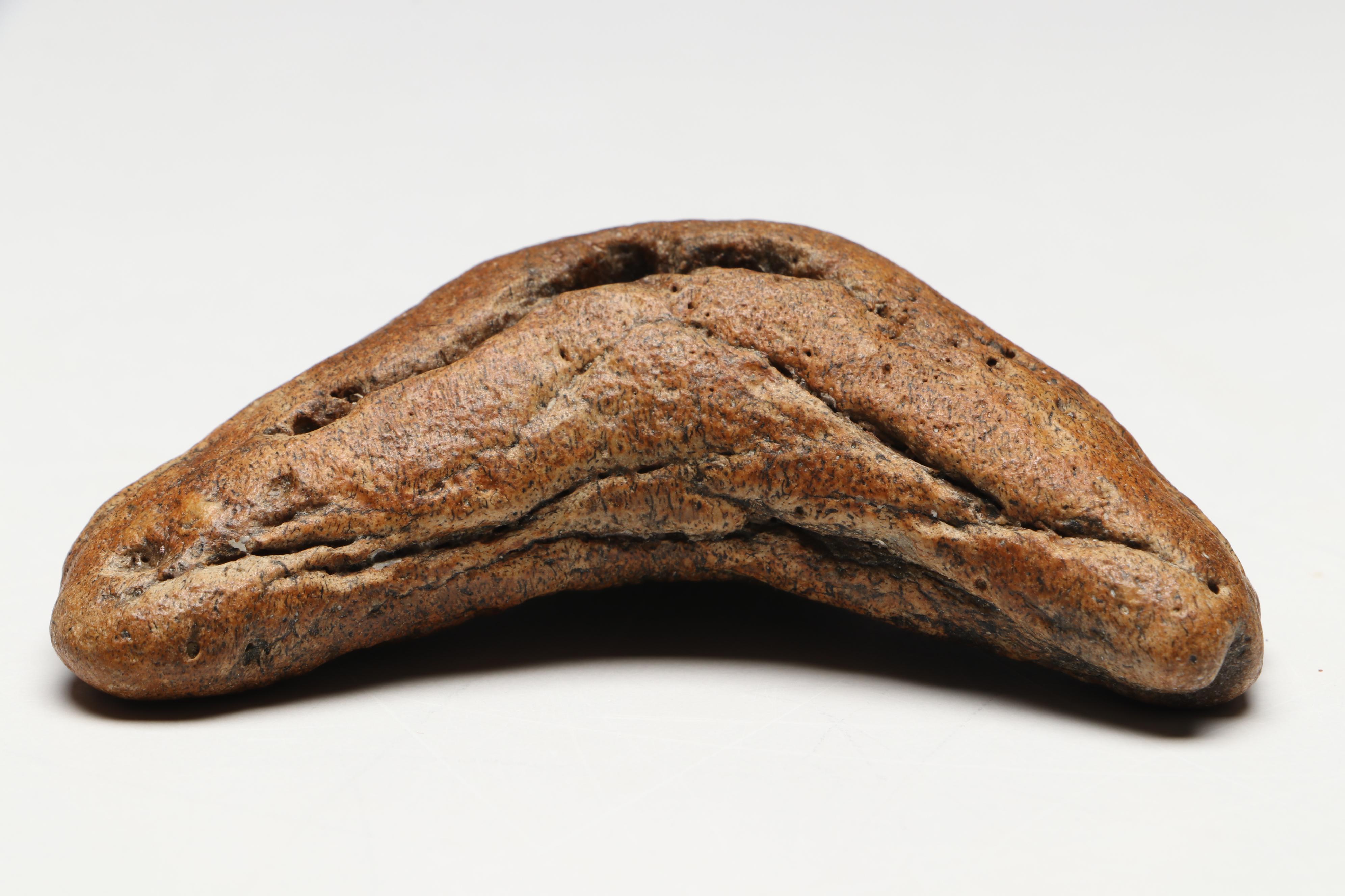 Megalodon Fossil Tooth