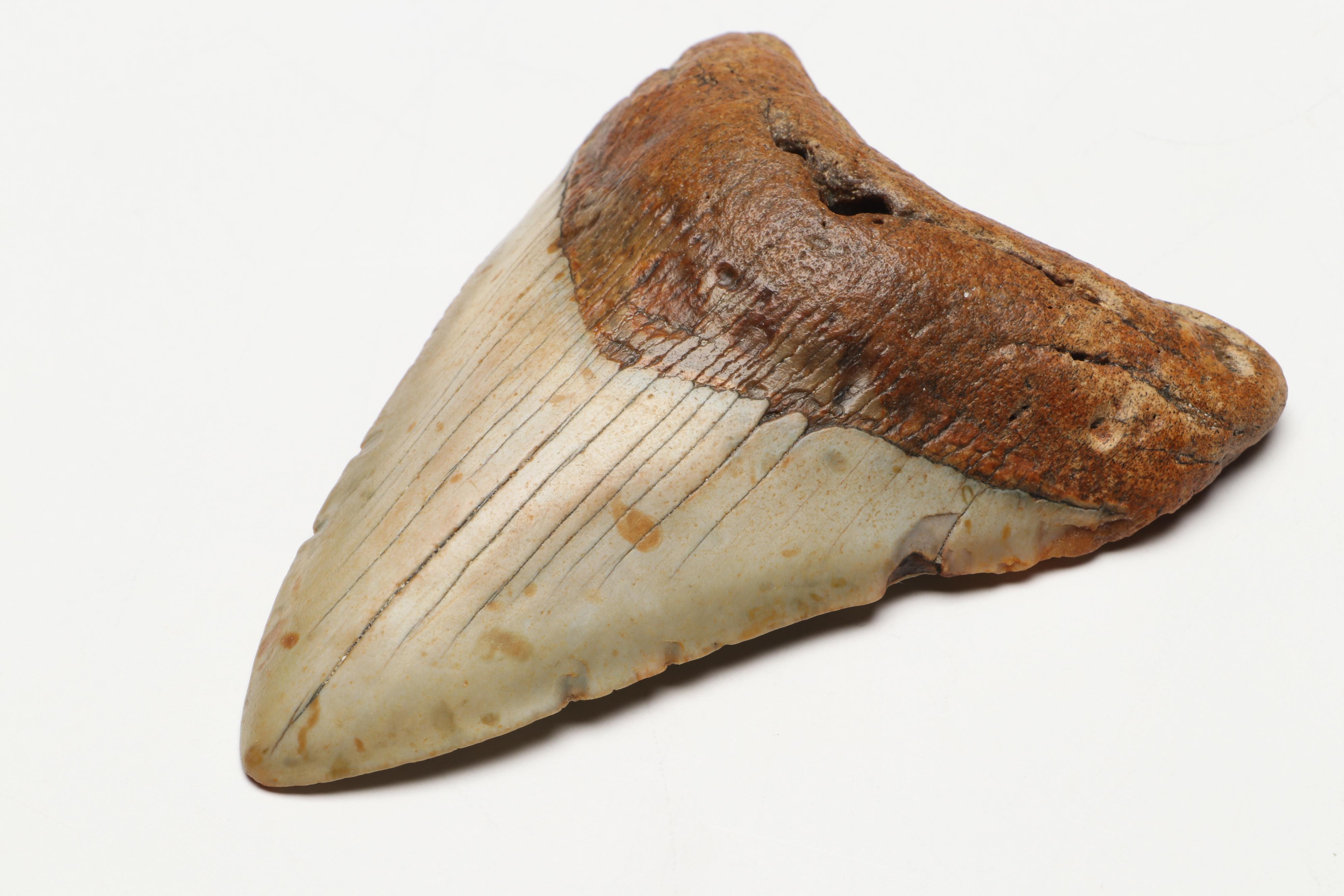 Megalodon Fossil Tooth