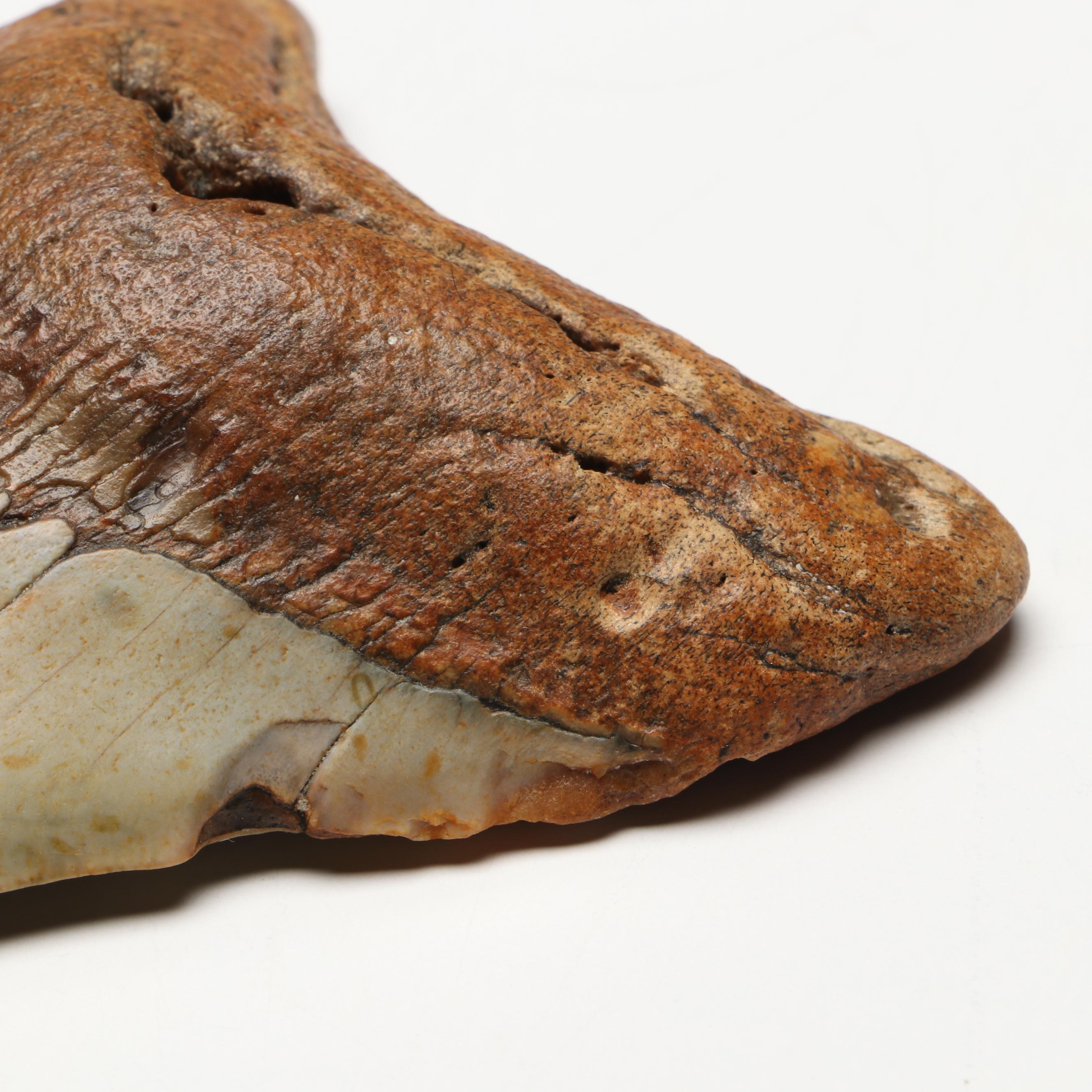 Megalodon Fossil Tooth