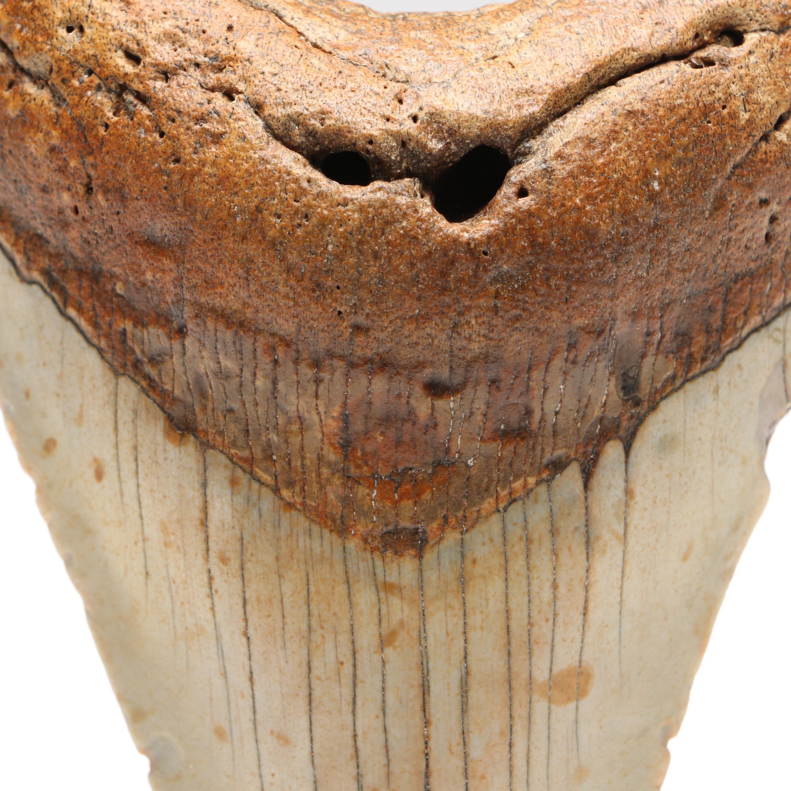 Megalodon Fossil Tooth