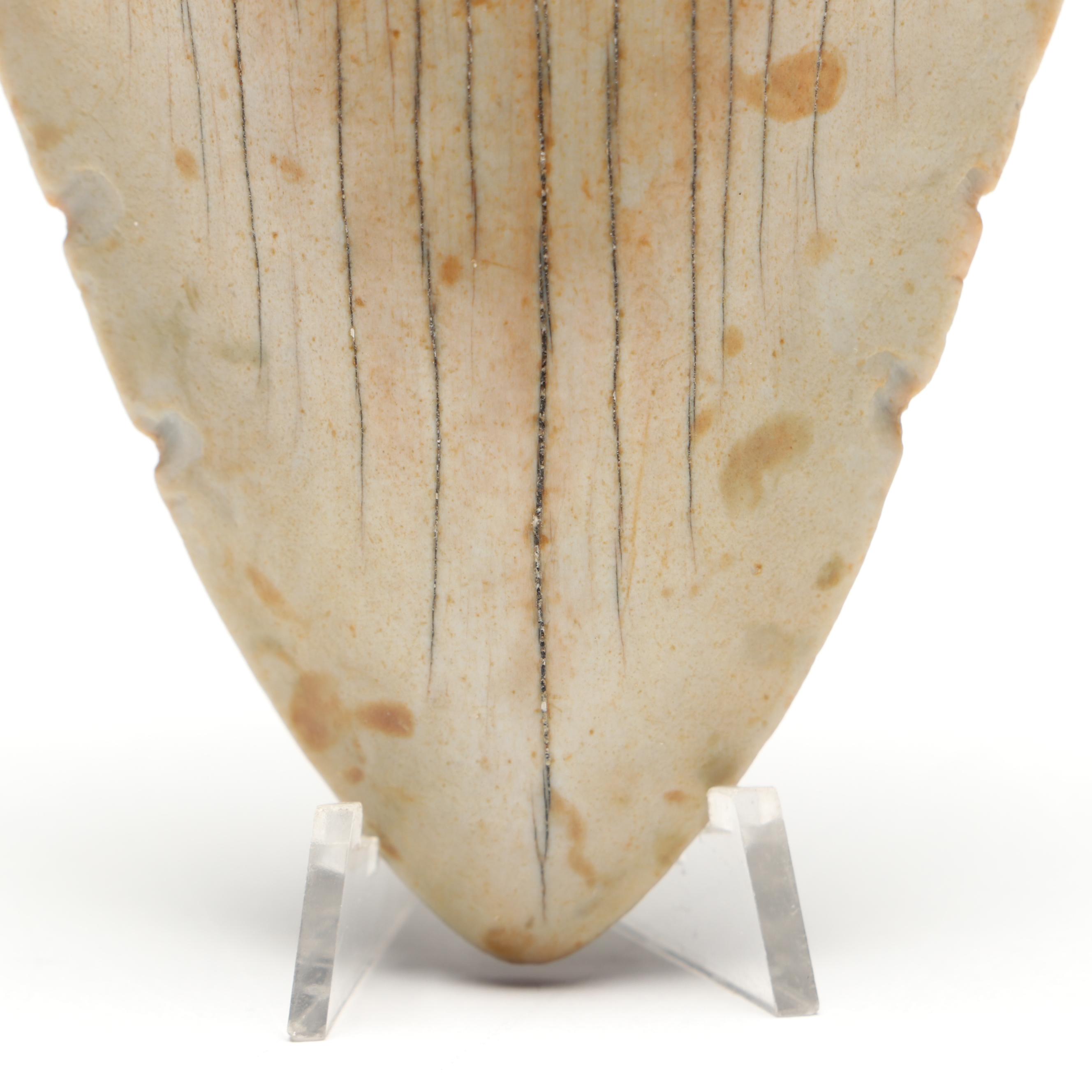 Megalodon Fossil Tooth