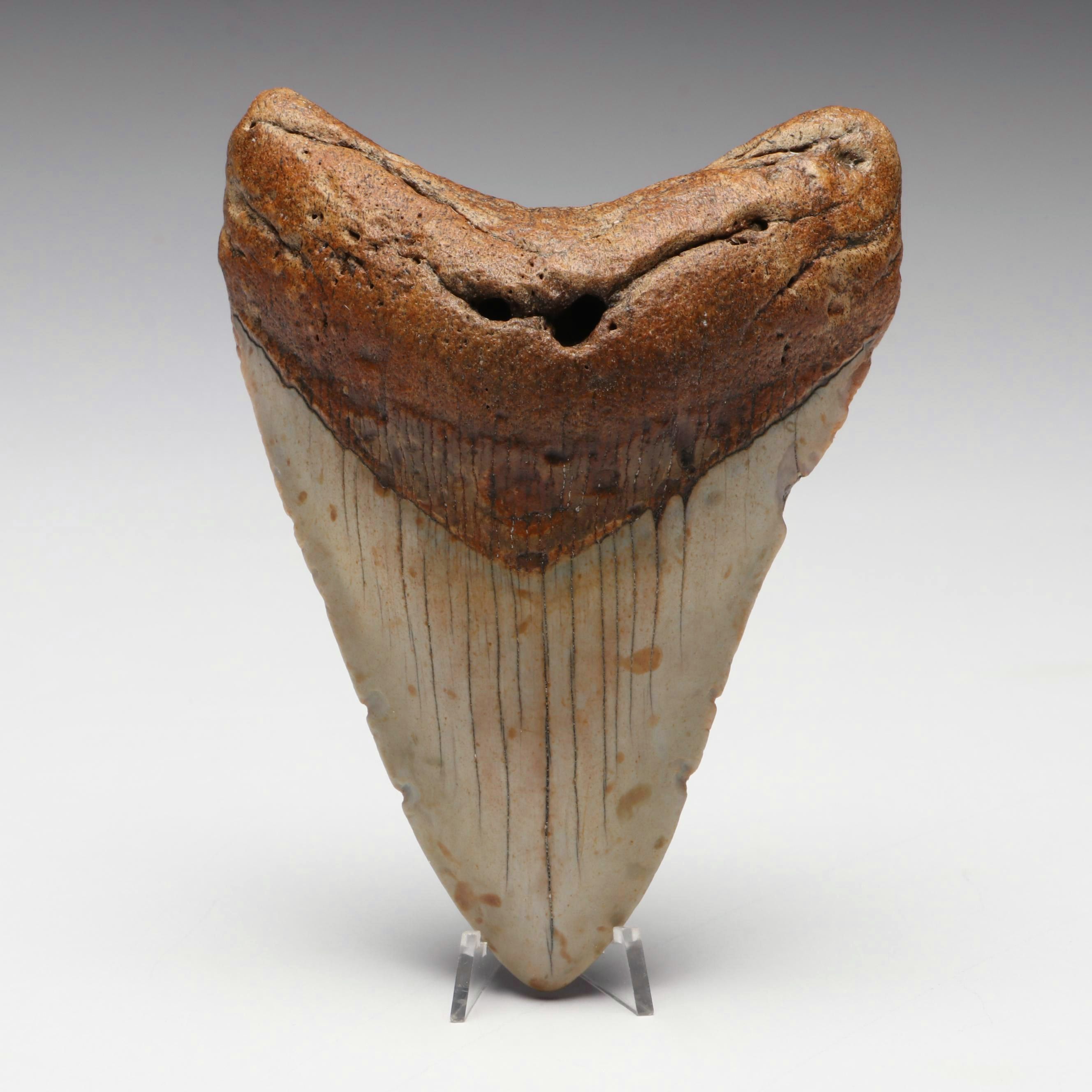 Megalodon Fossil Tooth