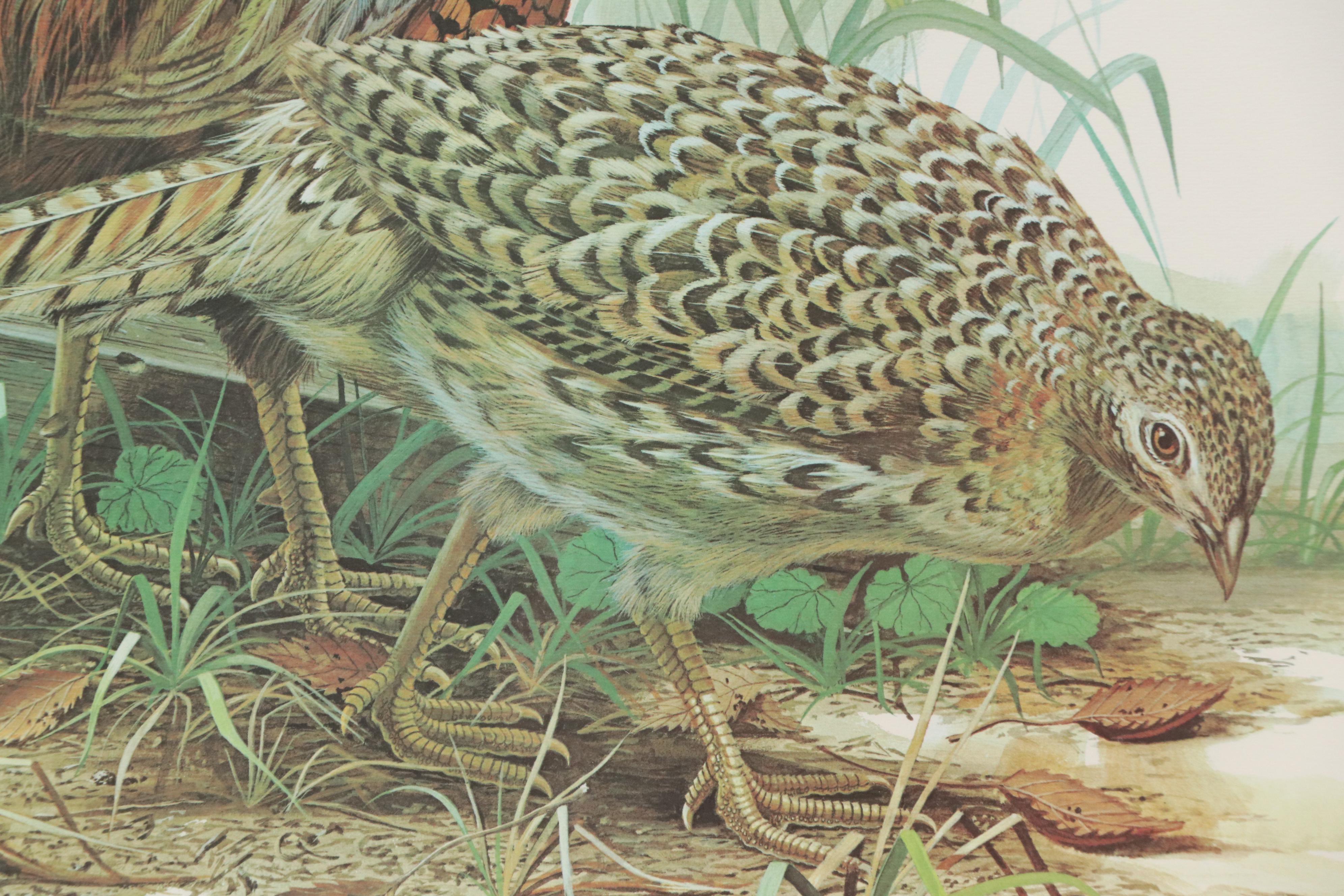 Don Balke Offset Lithograph "Ring-necked Pheasant"