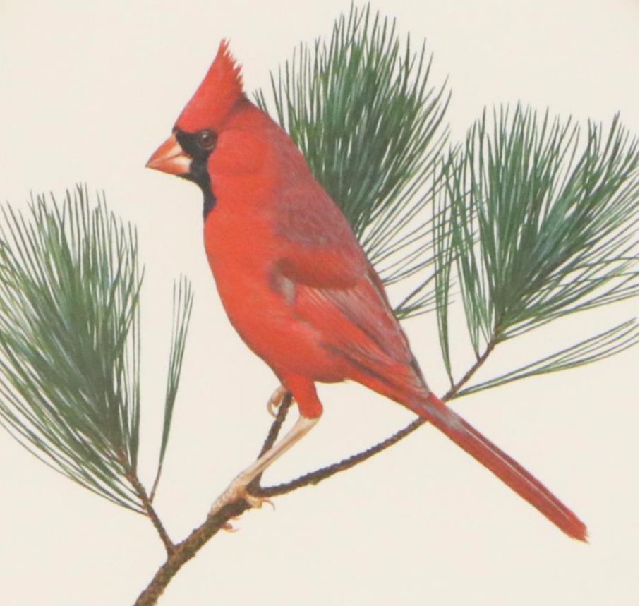 Ray Harm Offset Lithograph "Cardinal"