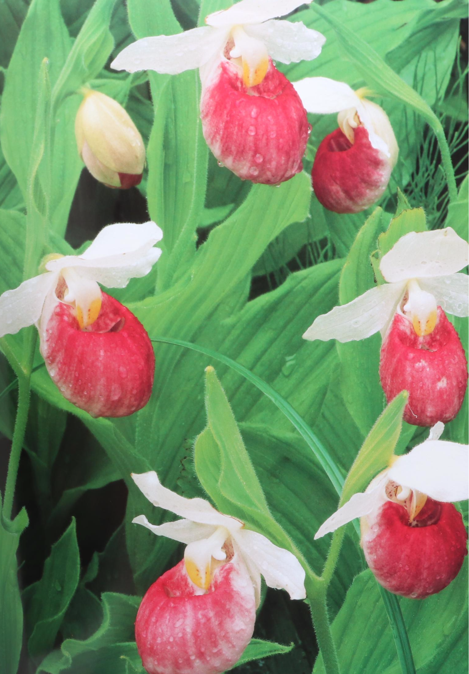 "Plant Personalities," "A Walk in the Country," and More Gardening Books