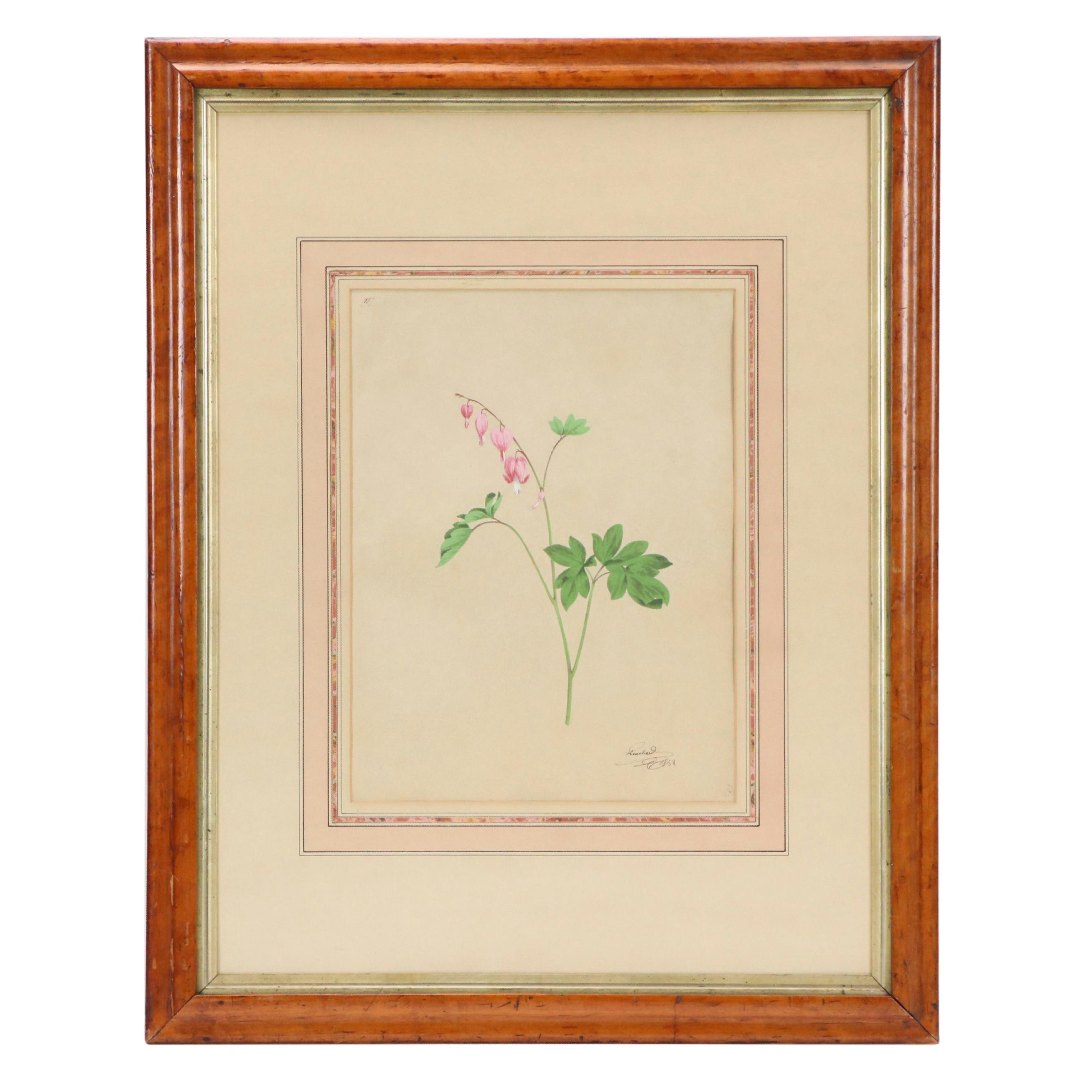 Botanical Speciment Gouache Painting of Bleeding Heart, 1852