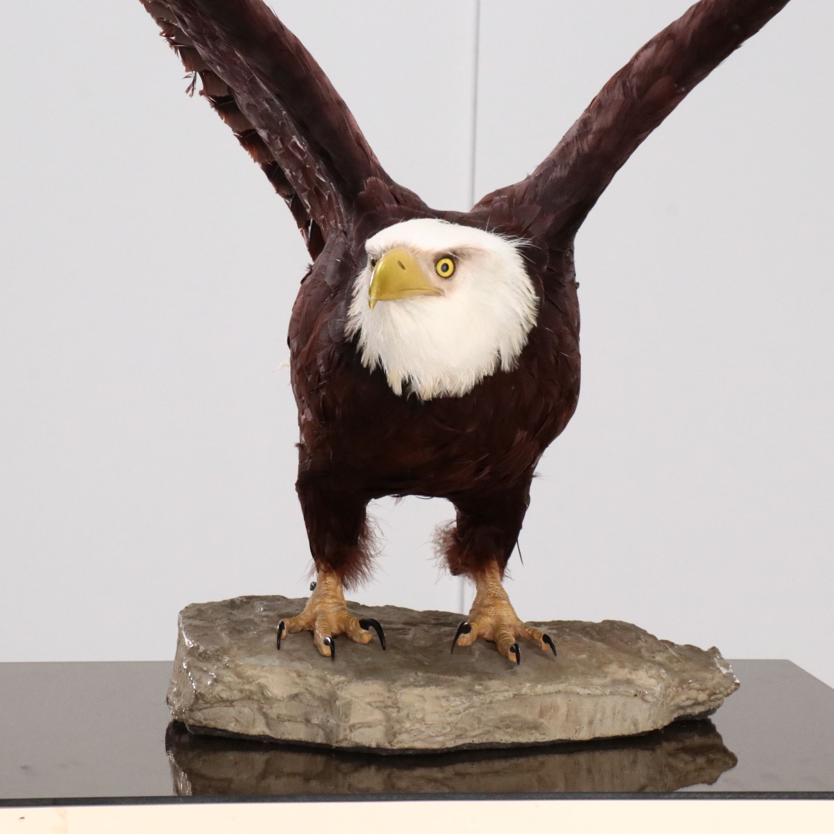 Reproduction Bald Eagle Taxidermy Sculpture, 21st Century