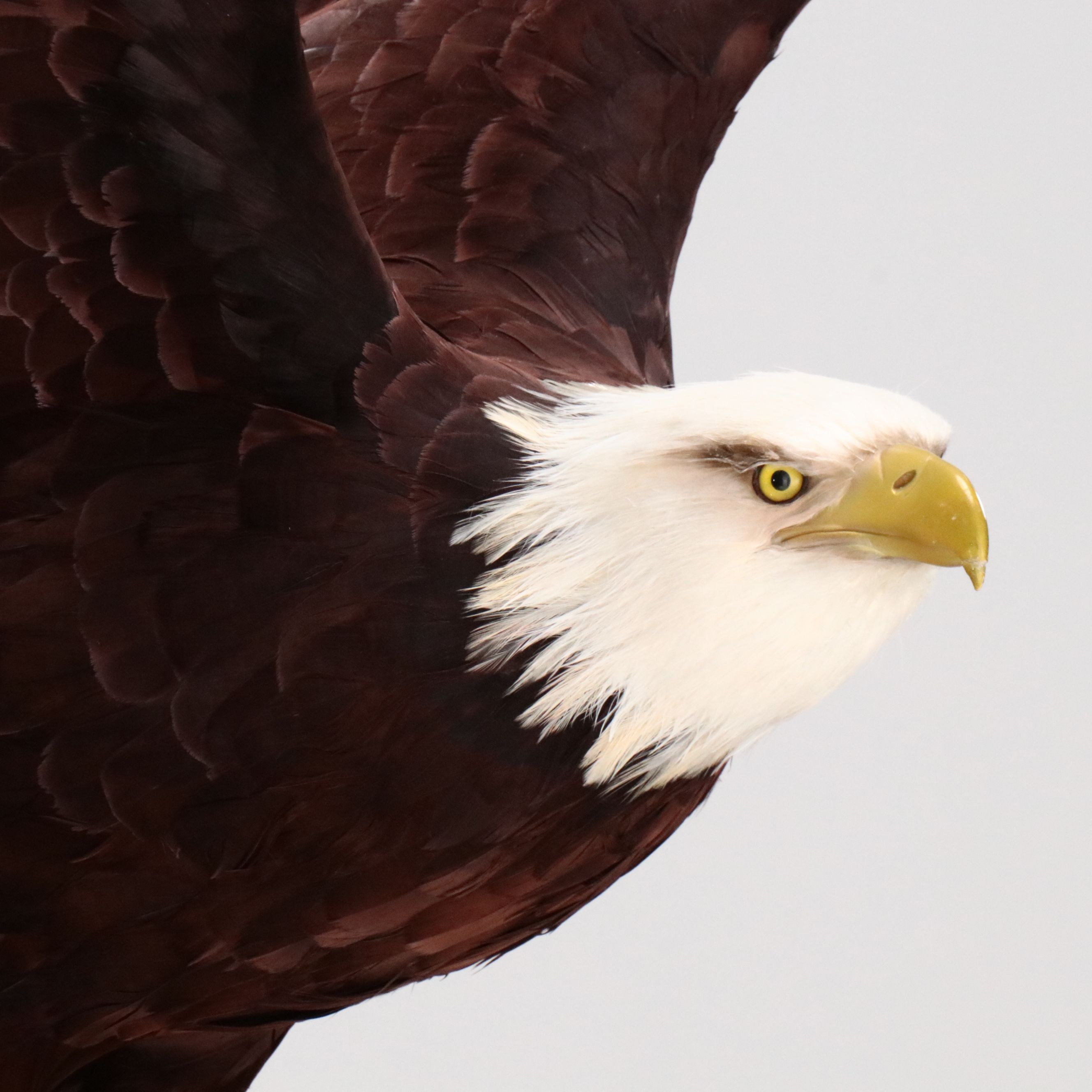 Reproduction Bald Eagle Taxidermy Sculpture, 21st Century