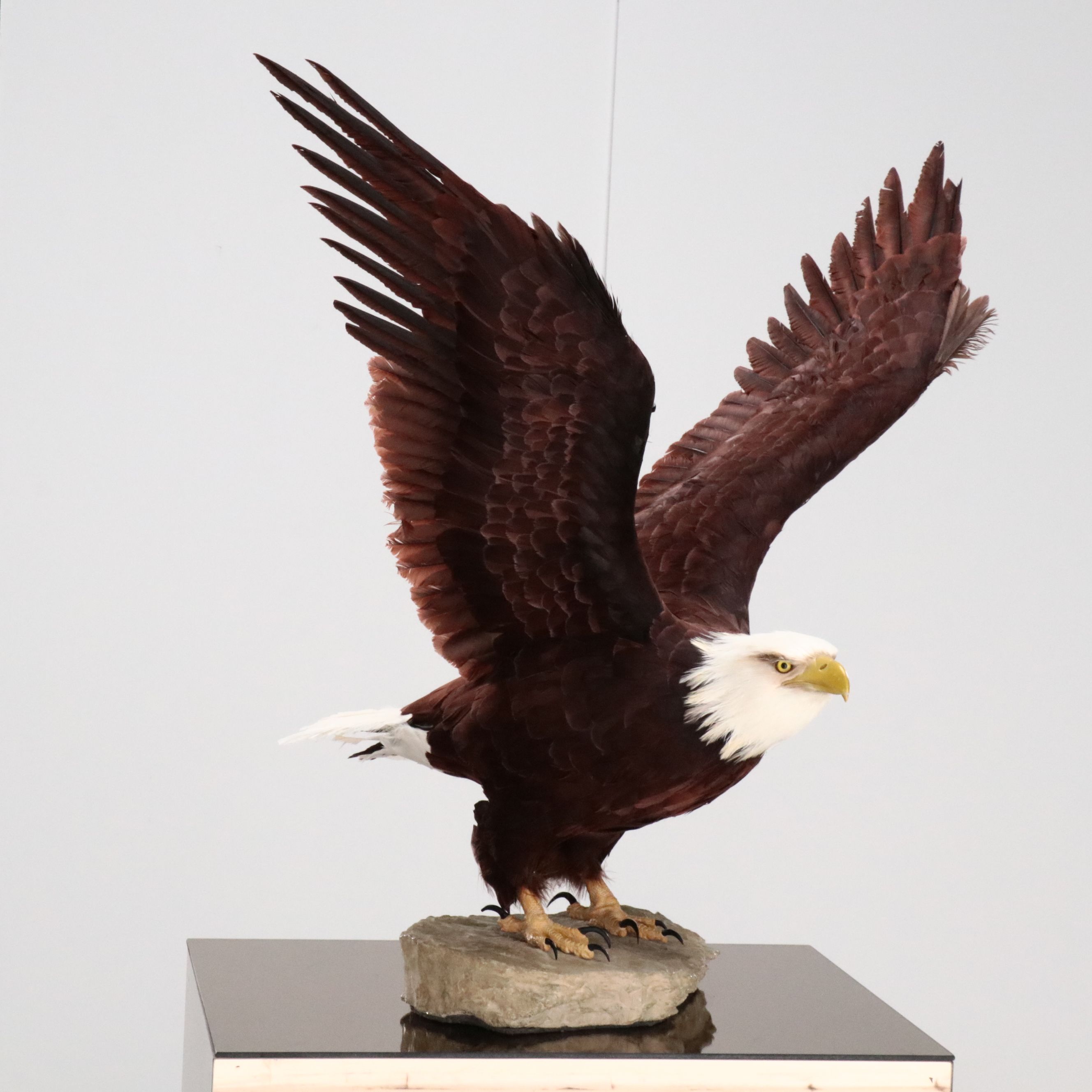 Reproduction Bald Eagle Taxidermy Sculpture, 21st Century