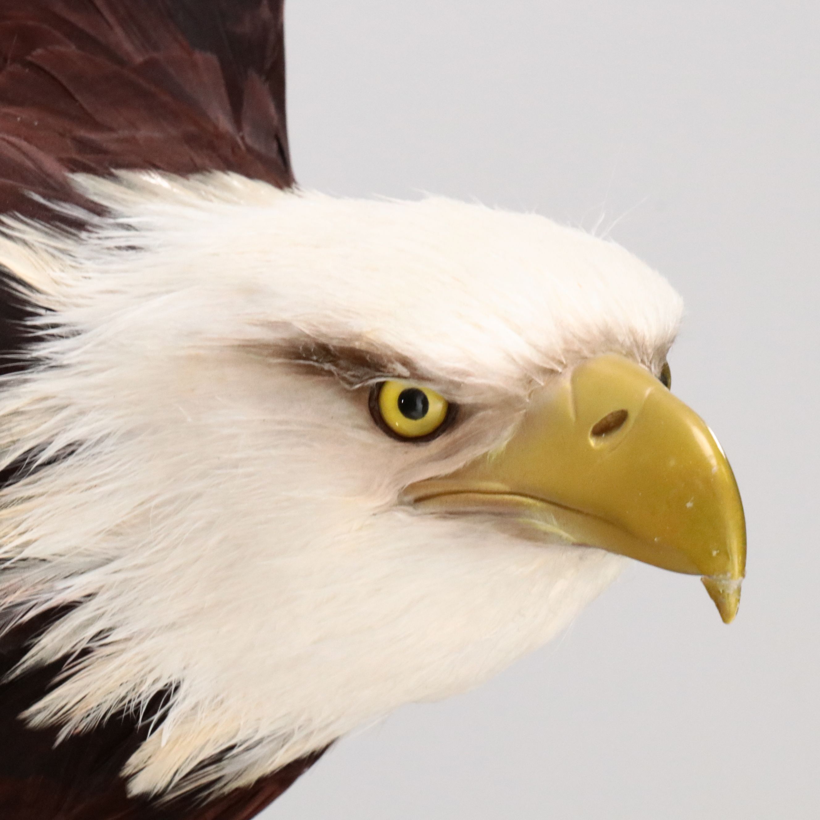 Reproduction Bald Eagle Taxidermy Sculpture, 21st Century